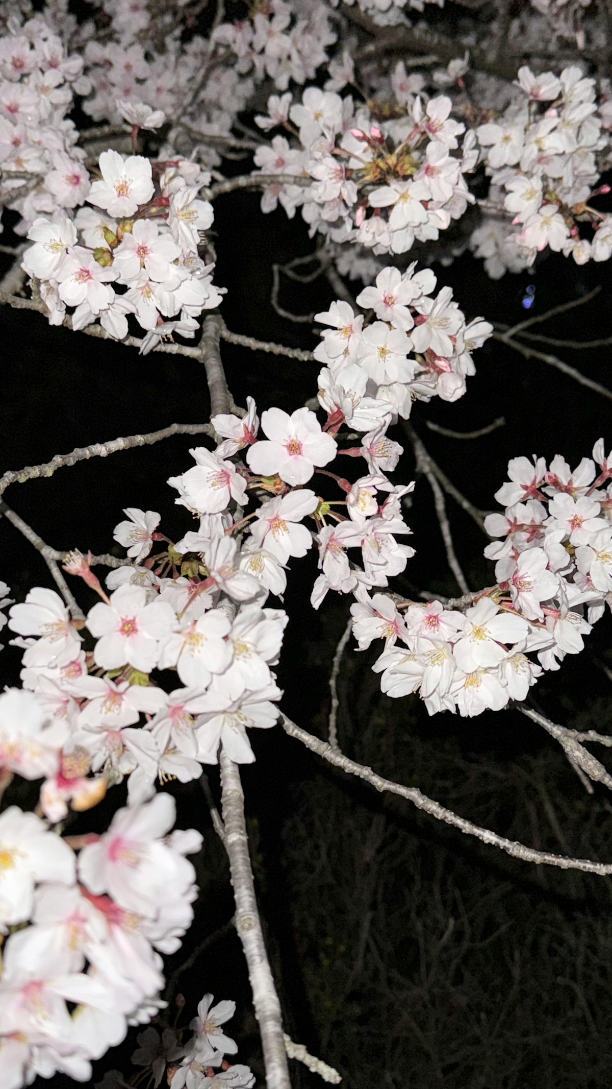 Cherry Blossom Season In Japan Photos | Download Royalty-Free Images ...