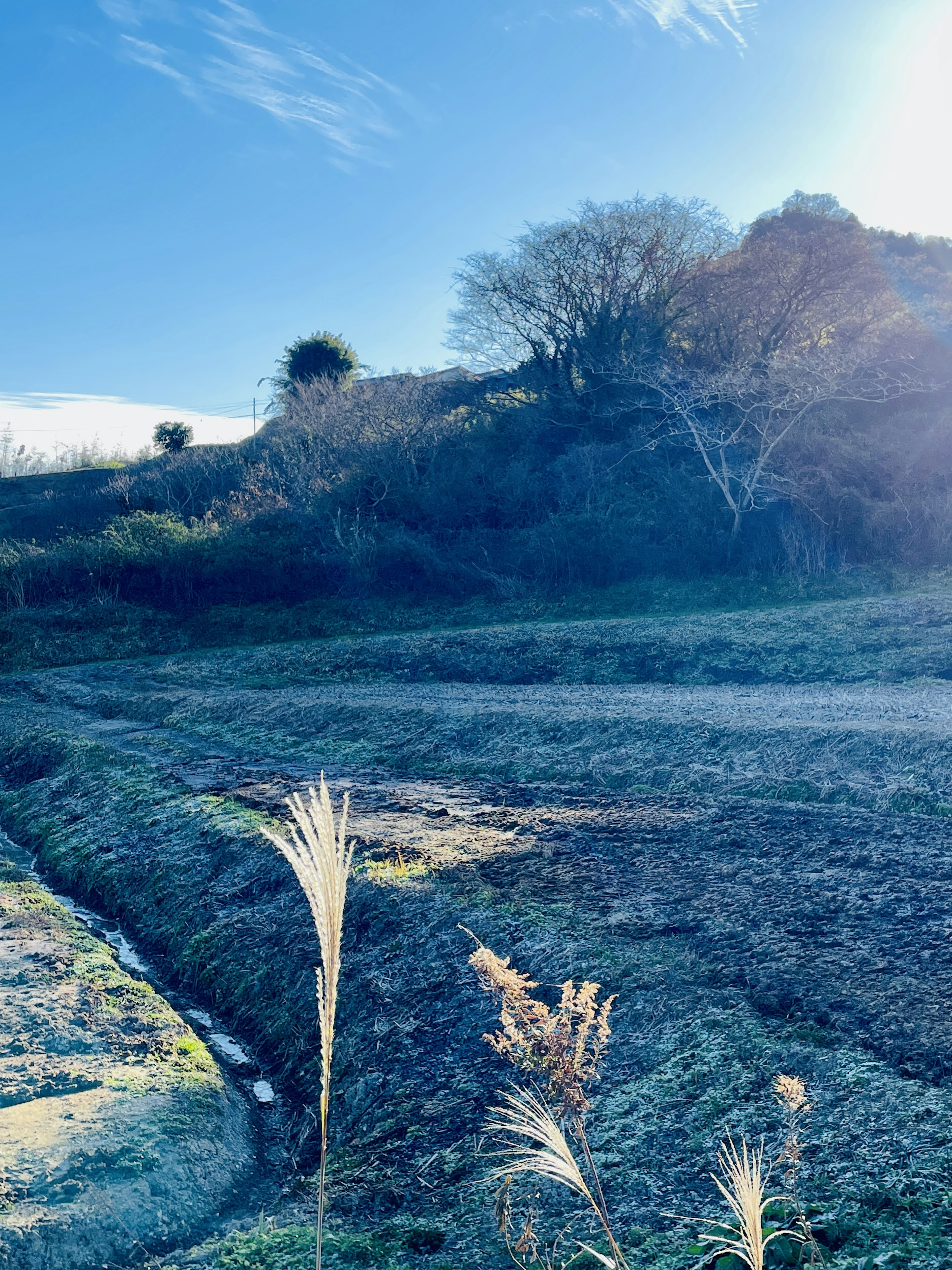 Scenic view of blue sky and grassland with scattered trees and dirt path