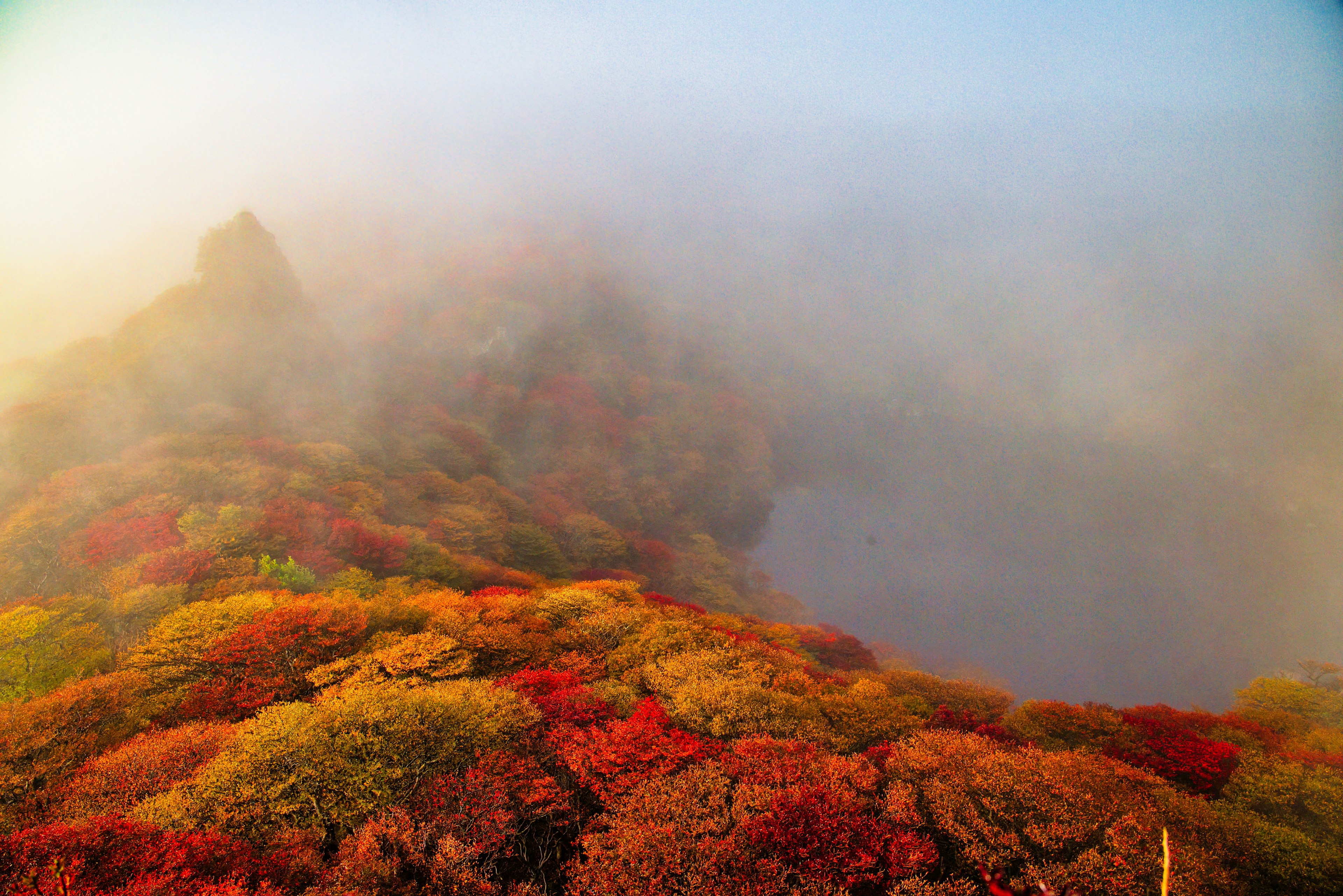 Un paisaje de follaje de otoño envuelto en niebla