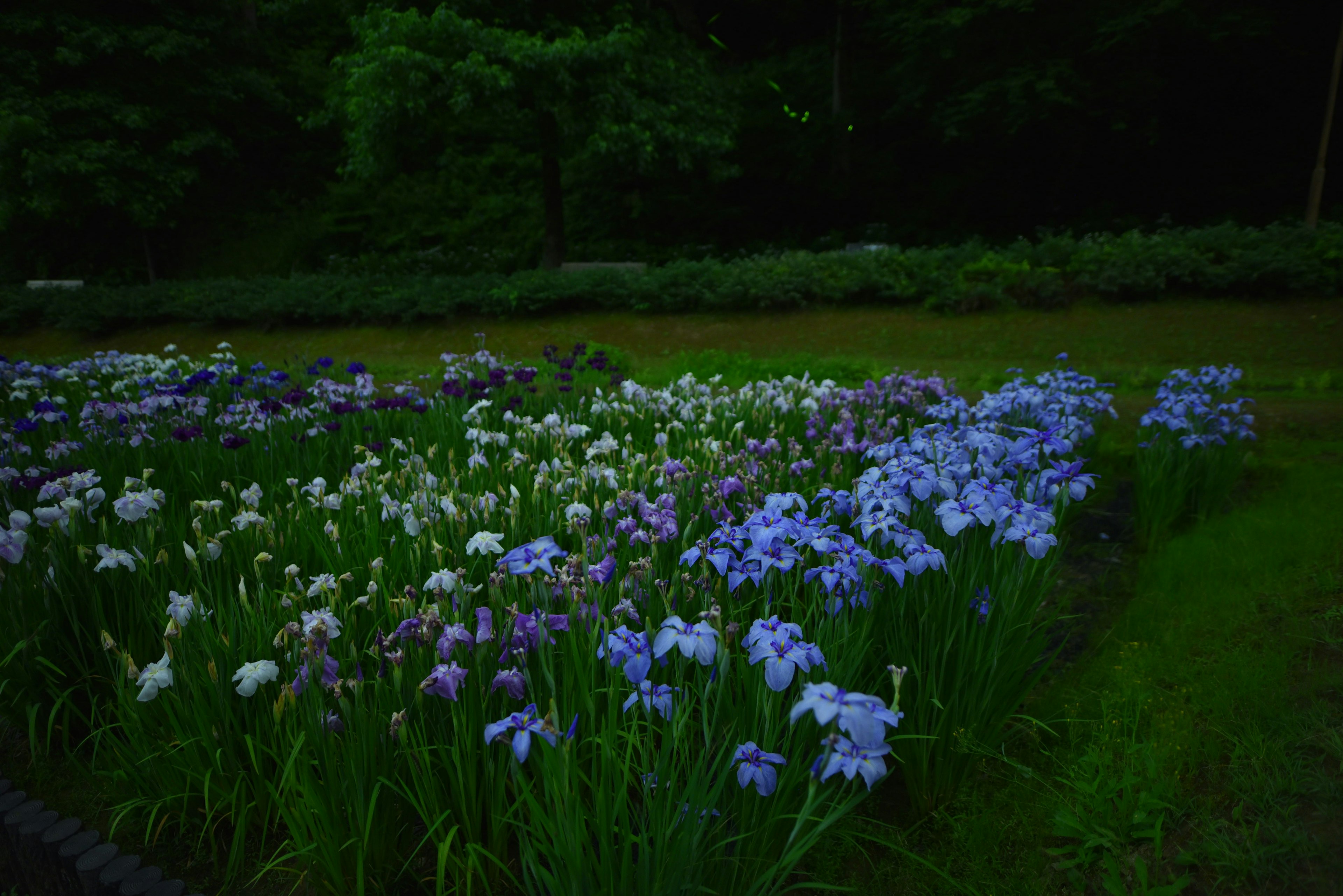 Campo de flores azules y blancas en un paisaje sereno