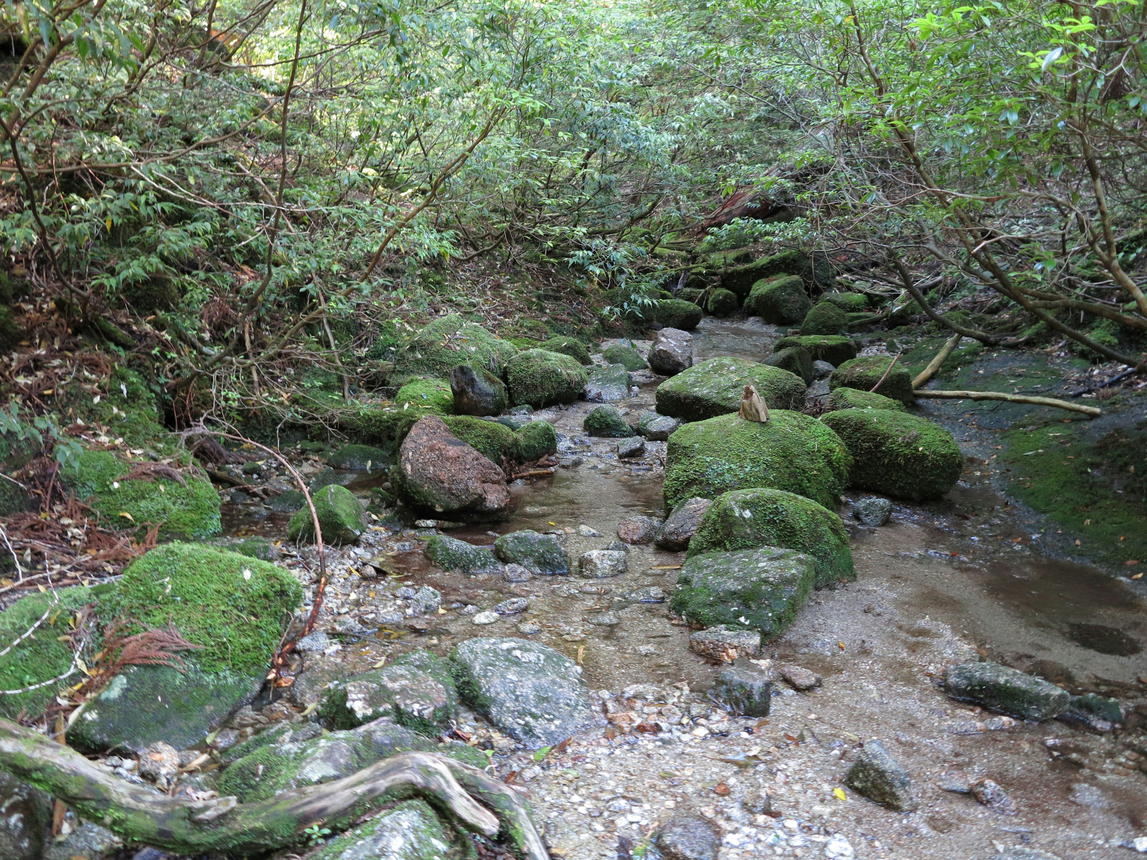 A scenic view of a stream with moss-covered rocks and lush greenery