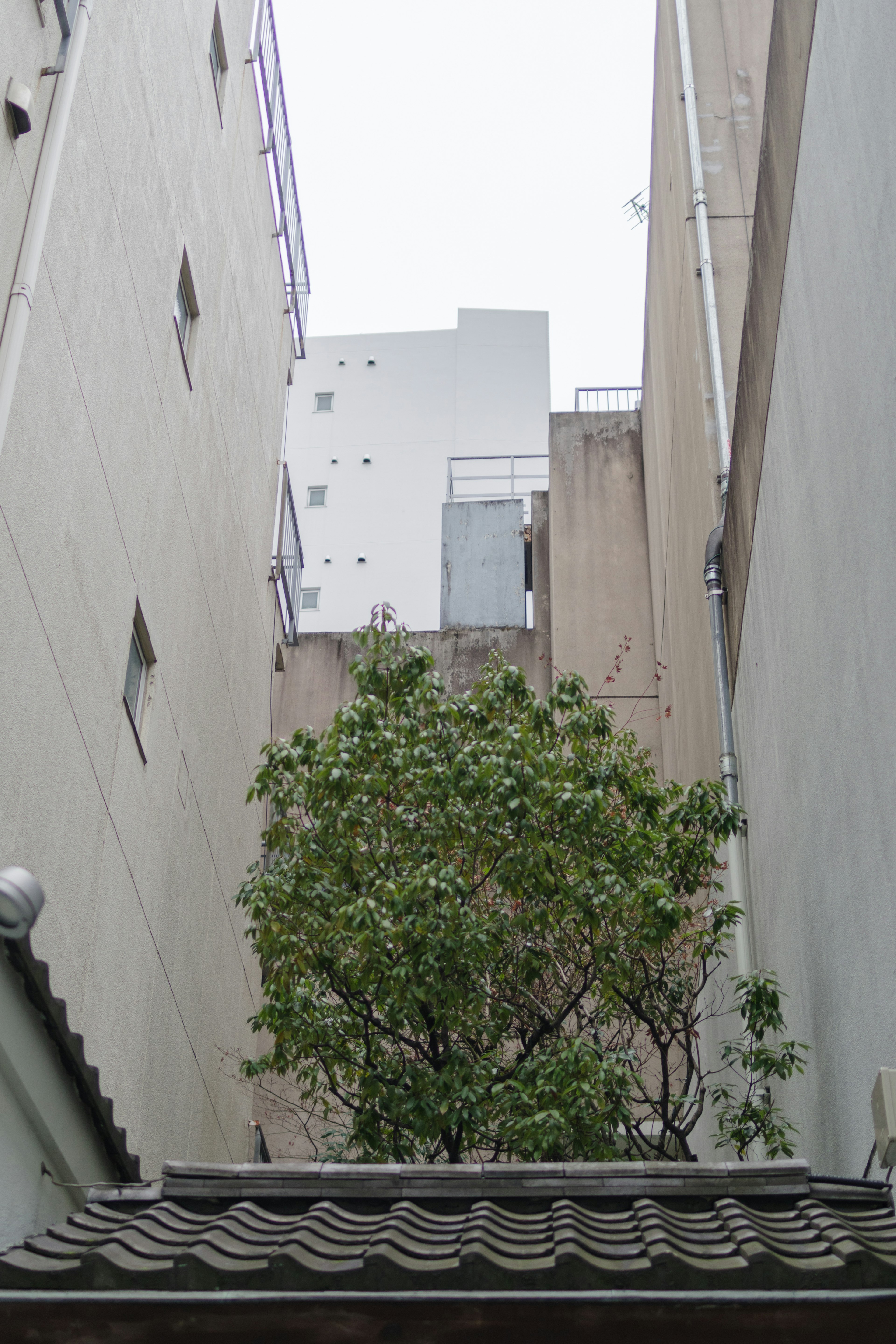 Narrow alley featuring a tree and surrounding buildings