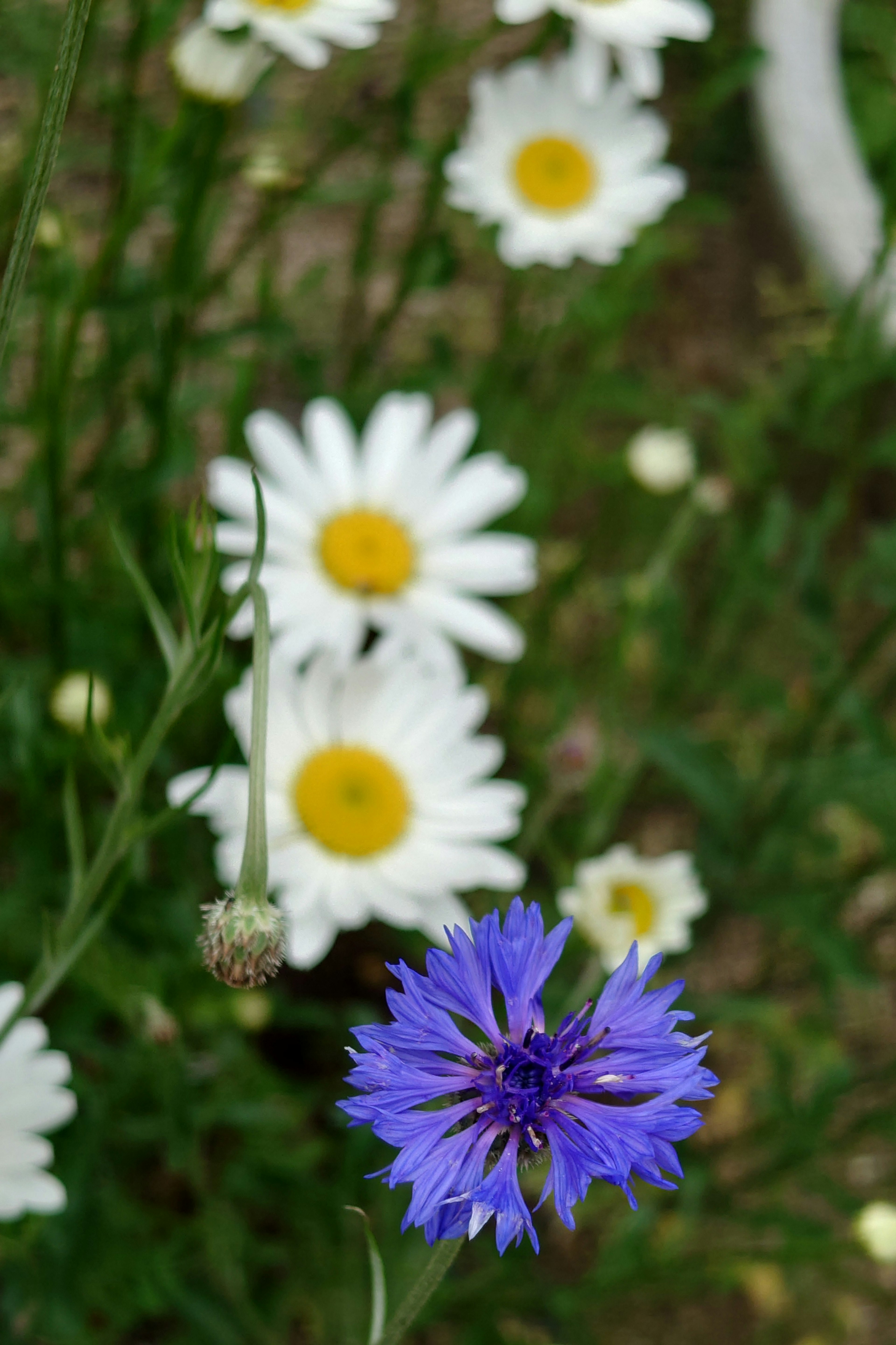 A vibrant blue flower in front of white daisies with yellow centers