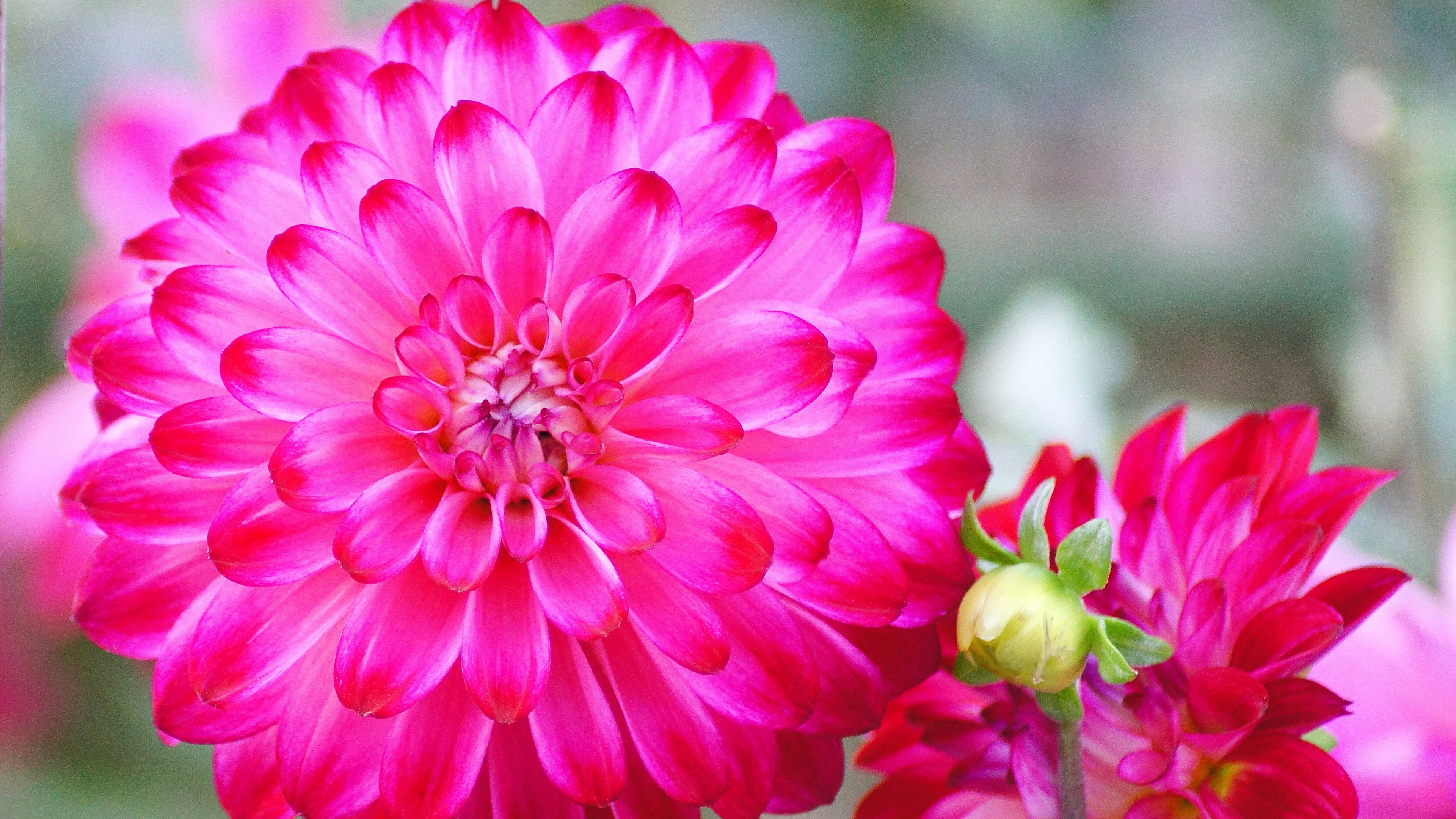 Vibrant pink dahlia flower in bloom