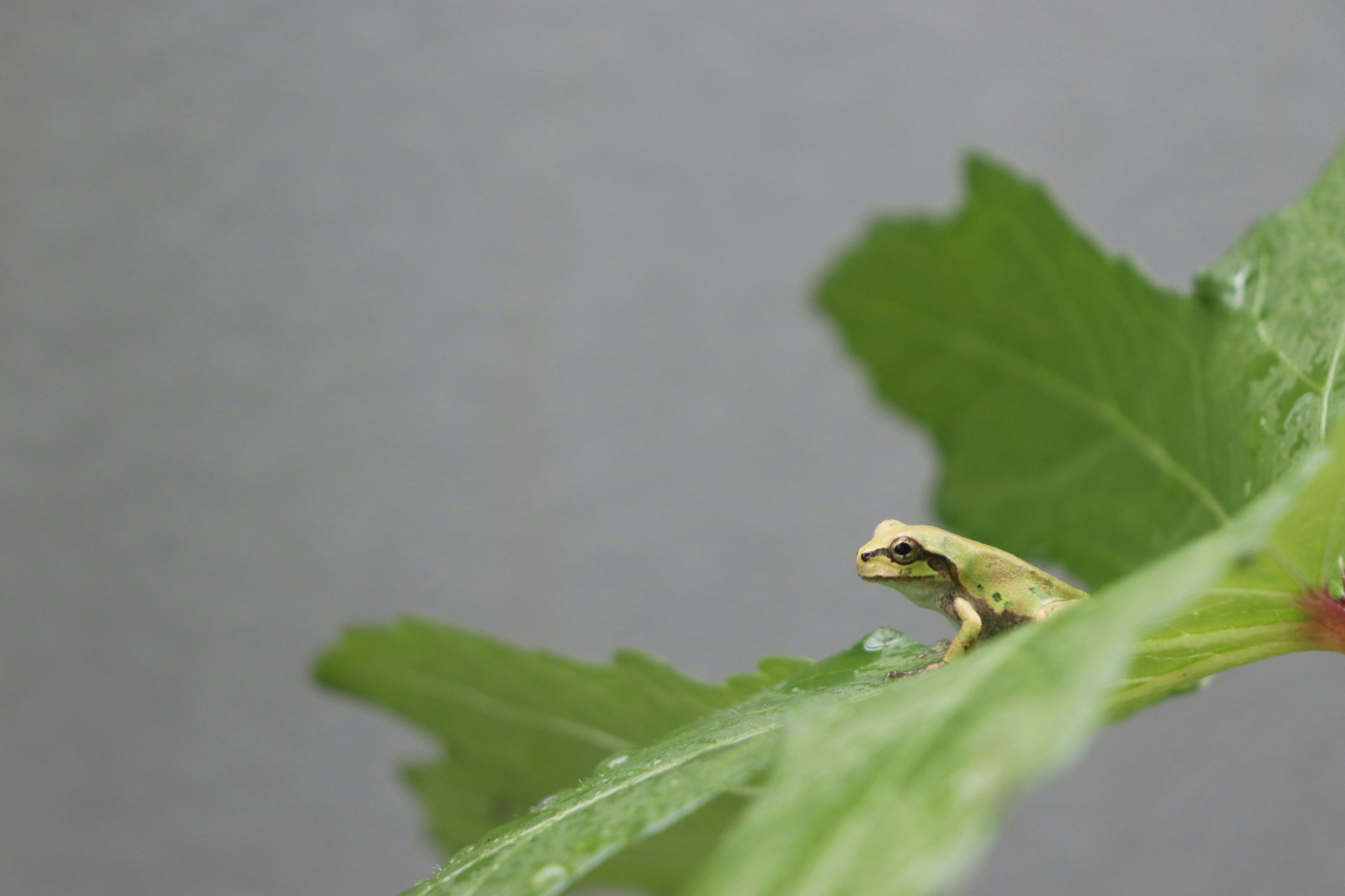 Ein kleiner Frosch sitzt auf einem grünen Blatt