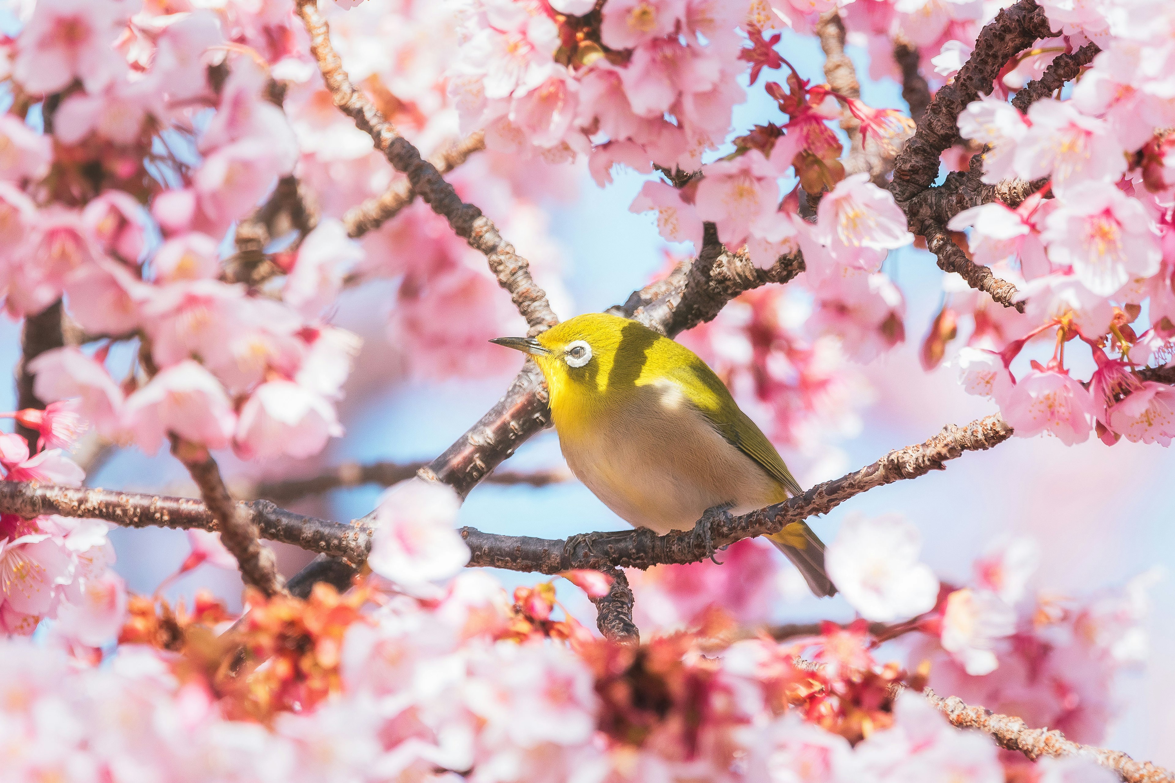 Kleiner grüner Vogel zwischen Kirschblüten