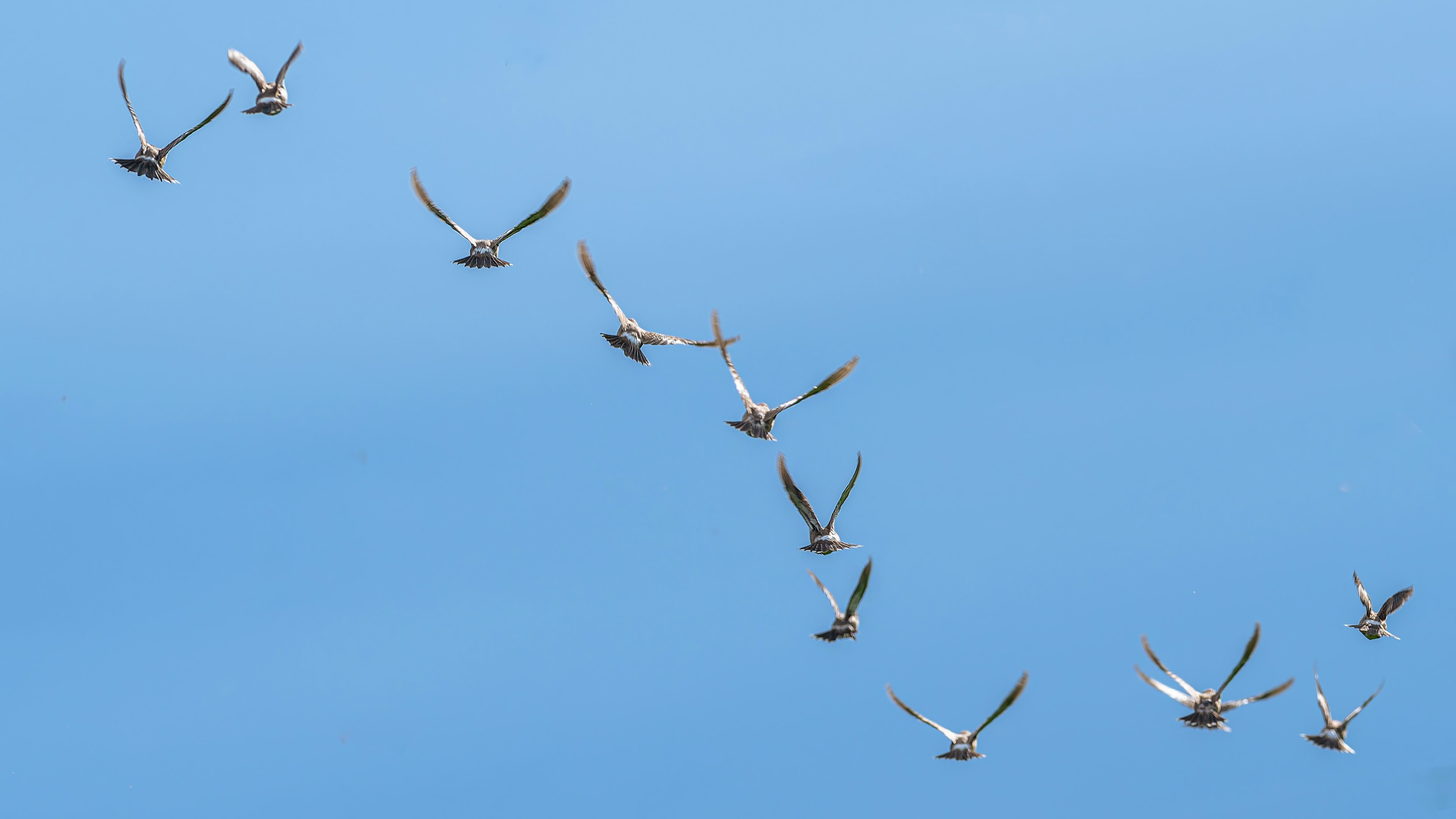 A flock of birds flying in a V formation against a blue sky