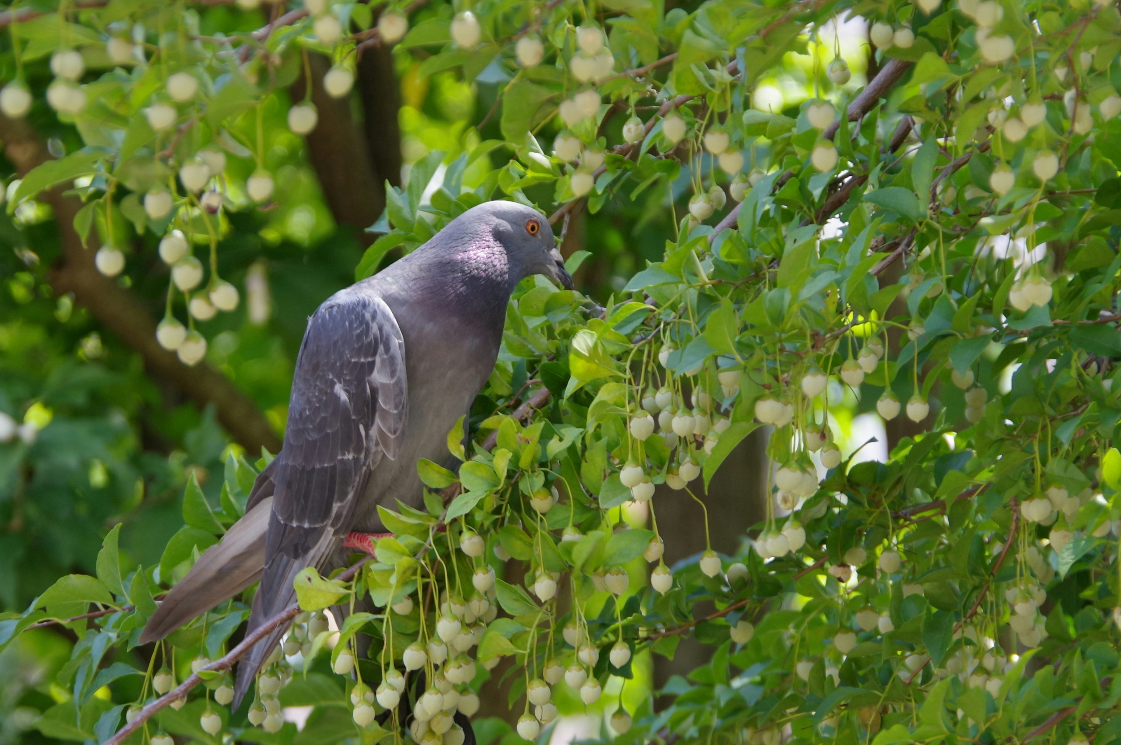 Gray pigeon perched on a tree surrounded by green leaves