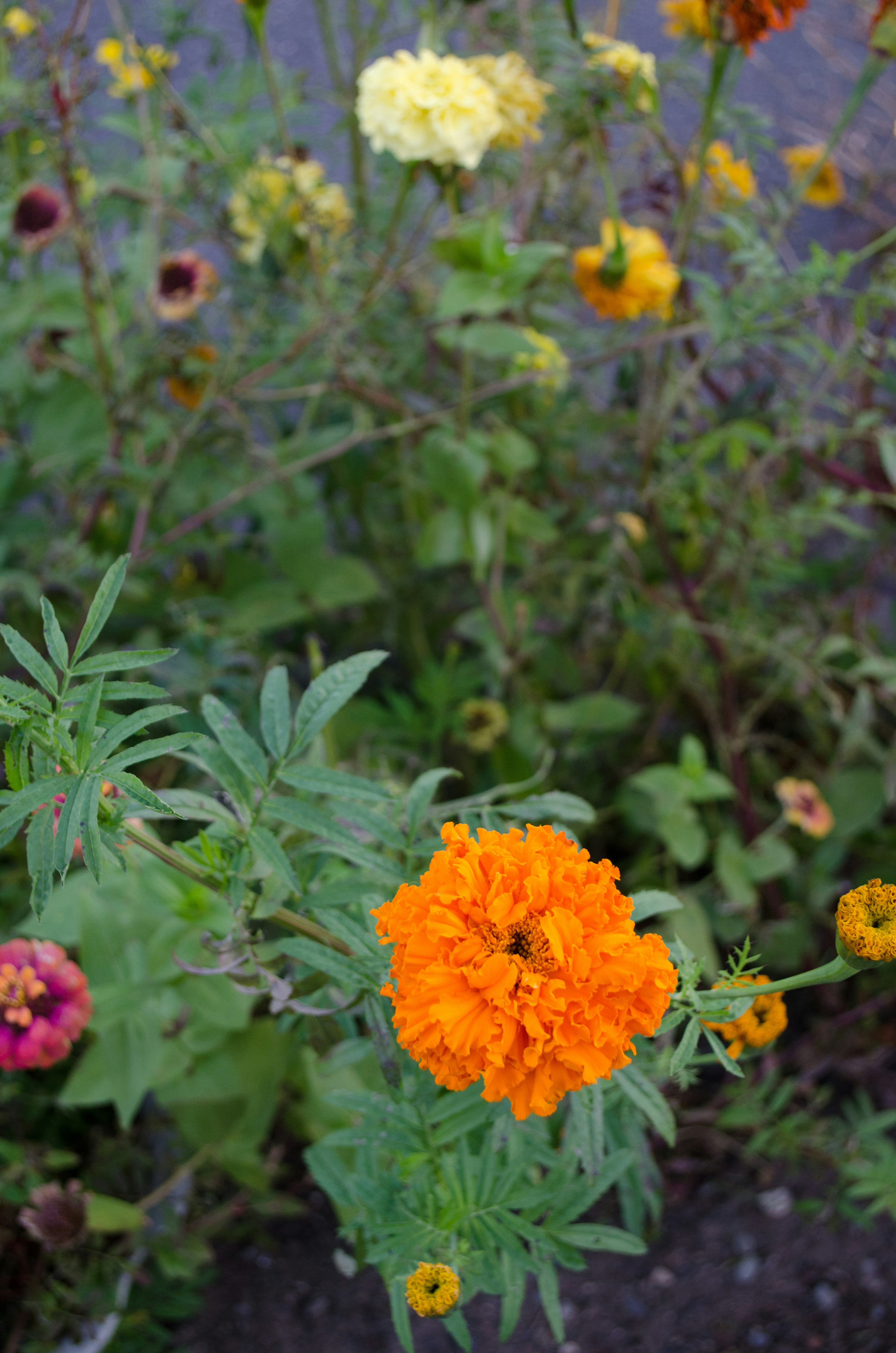 Leuchtende orange Tagetes im Vordergrund mit gelben und roten Blumen im Hintergrund