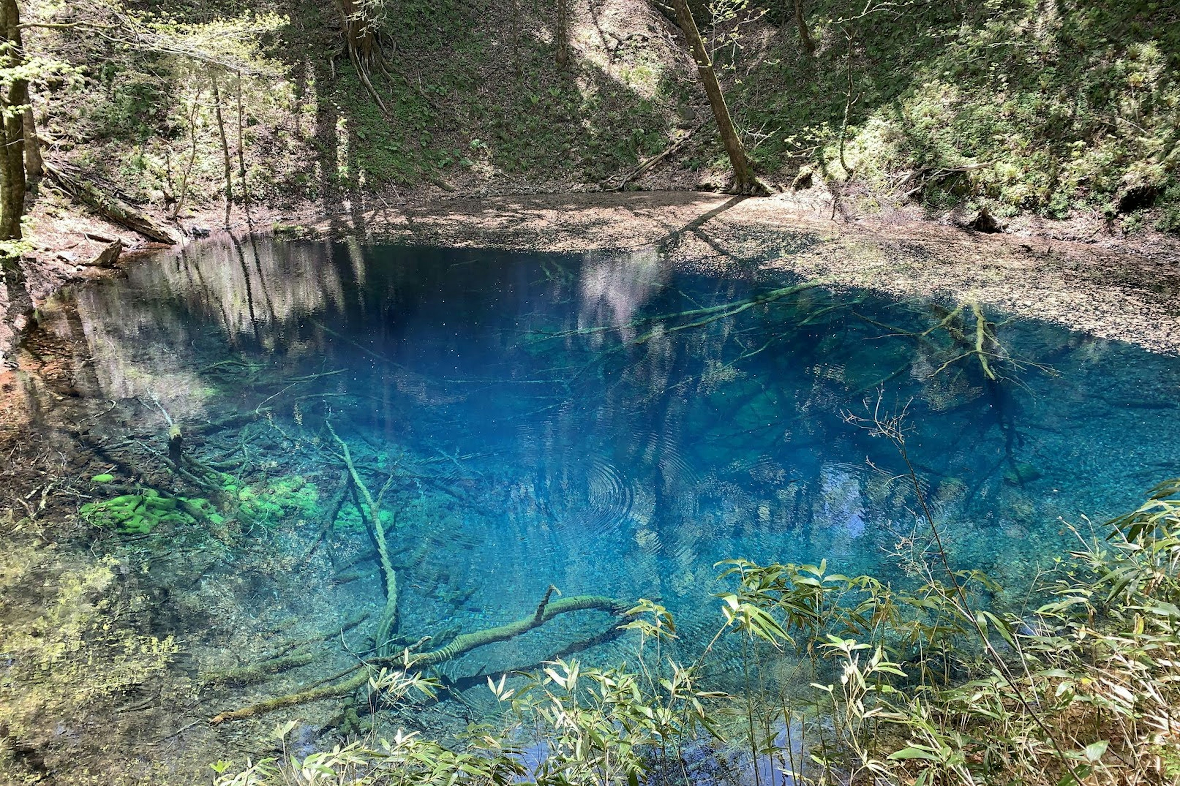 A serene blue pond surrounded by lush greenery and trees