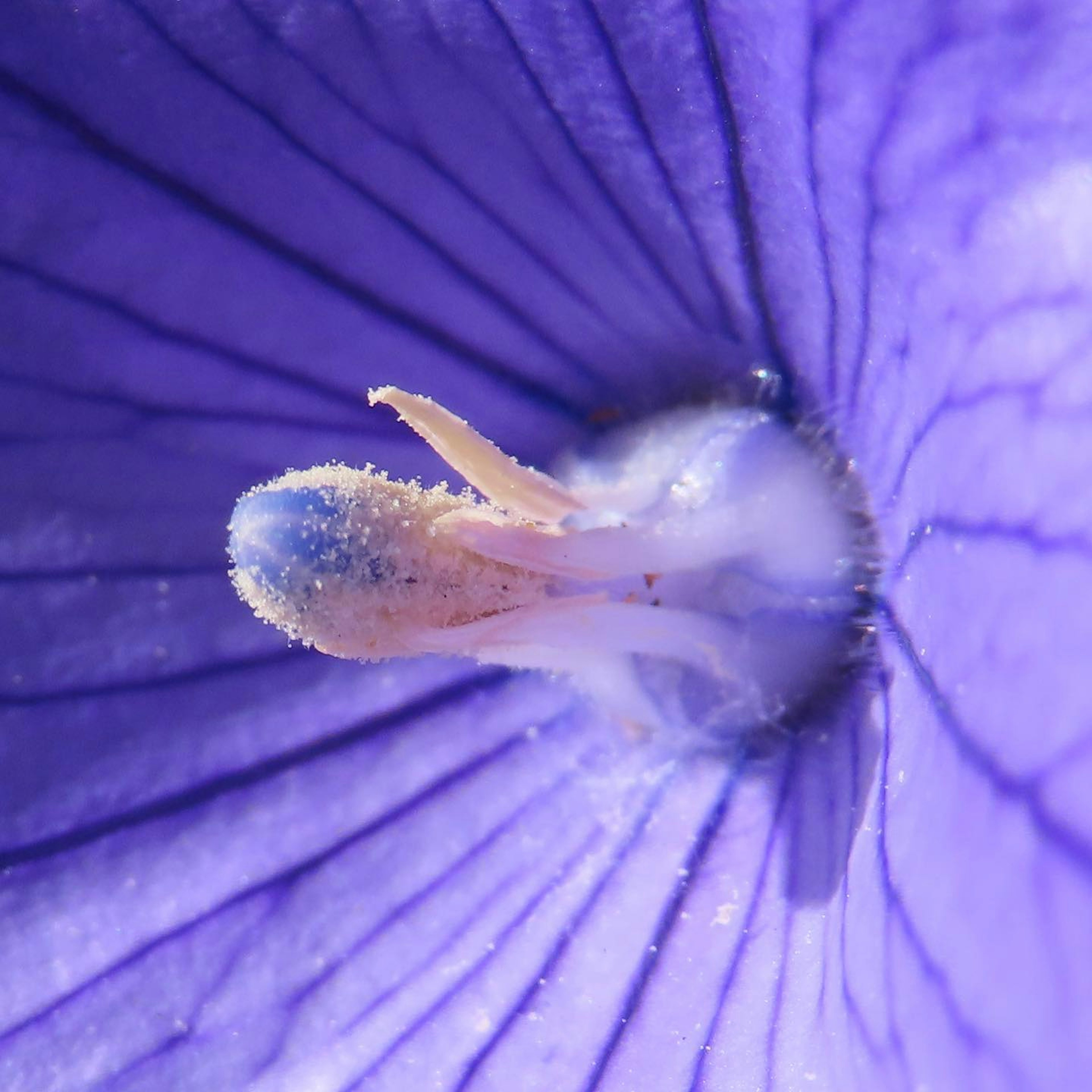 Gros plan sur l'intérieur d'une fleur violette montrant un fin pollen