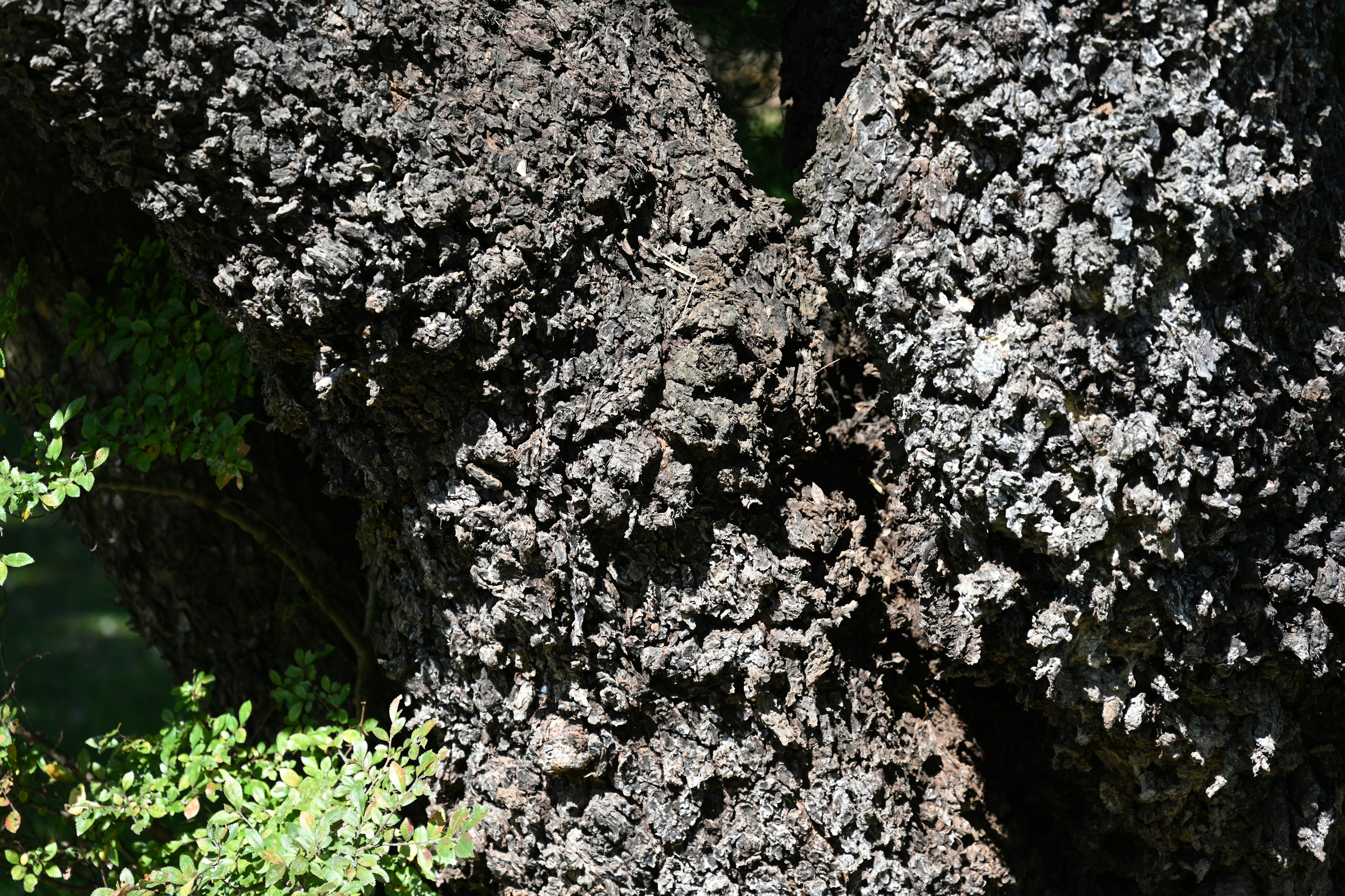 Detailed view of black moss and lichen on a tree trunk