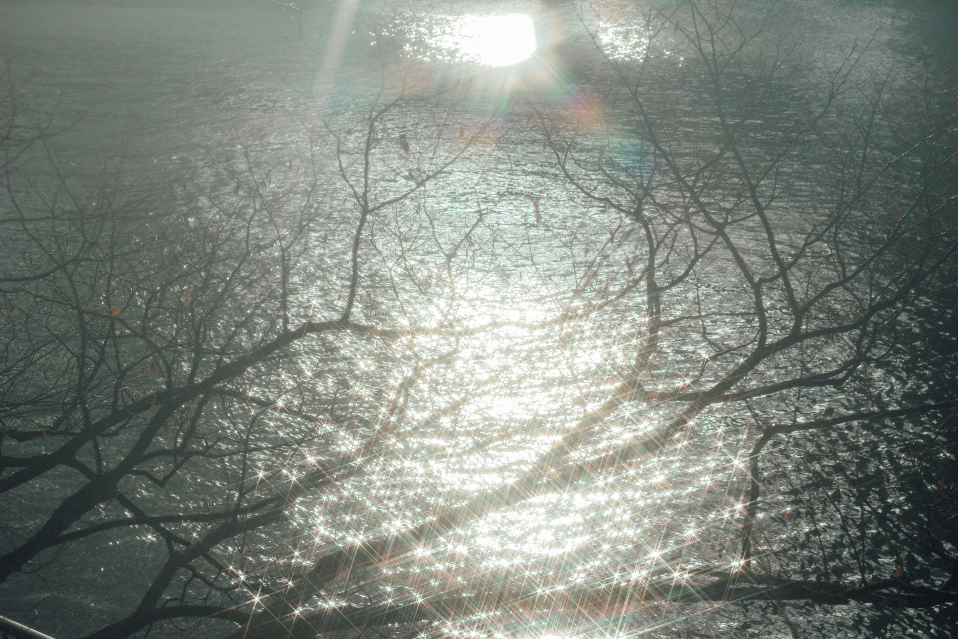 Riflesso di luce su una superficie d'acqua nebbiosa con rami in silhouette