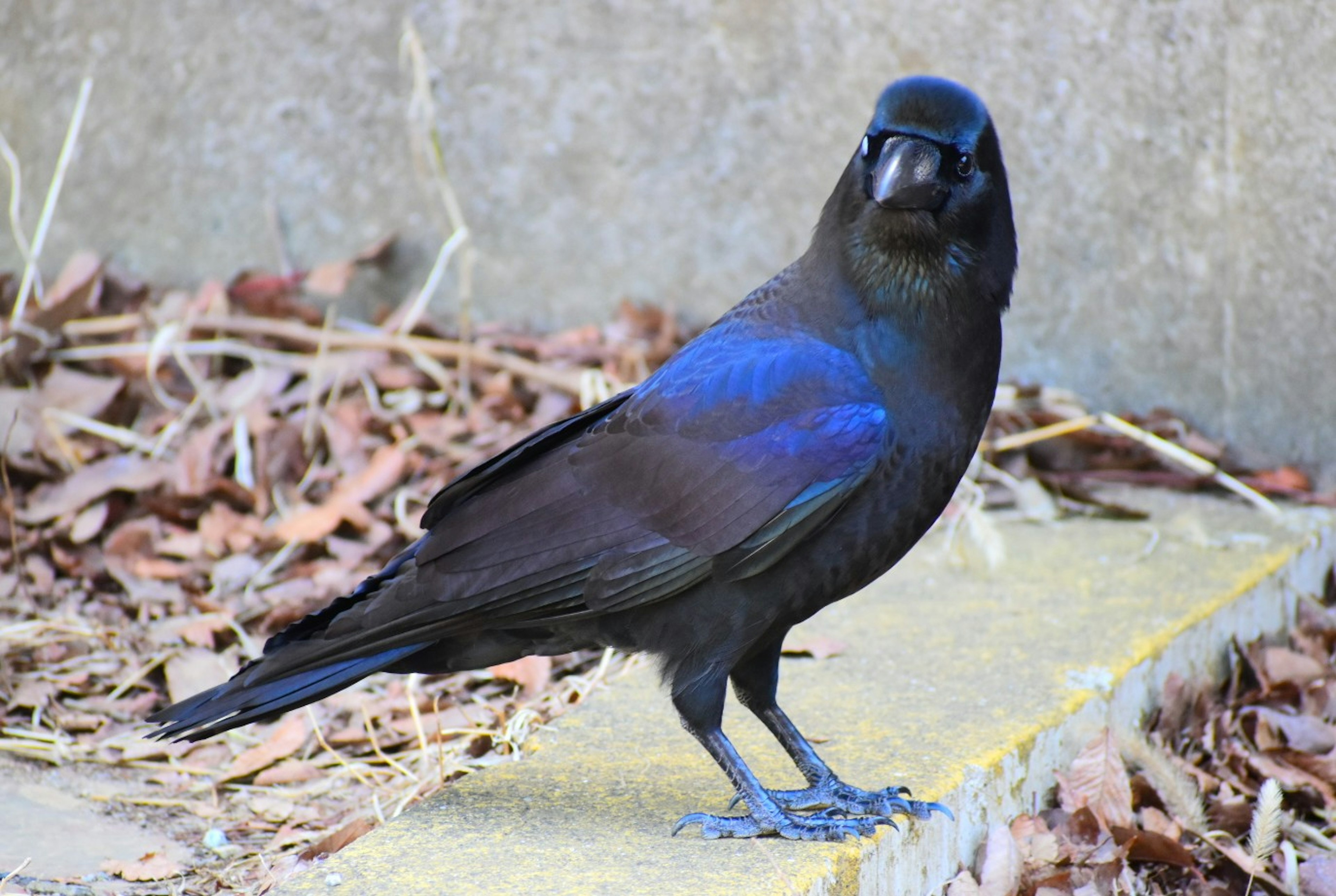 Ein schwarzer Vogel mit blauen Federn, der auf einem Steinweg steht