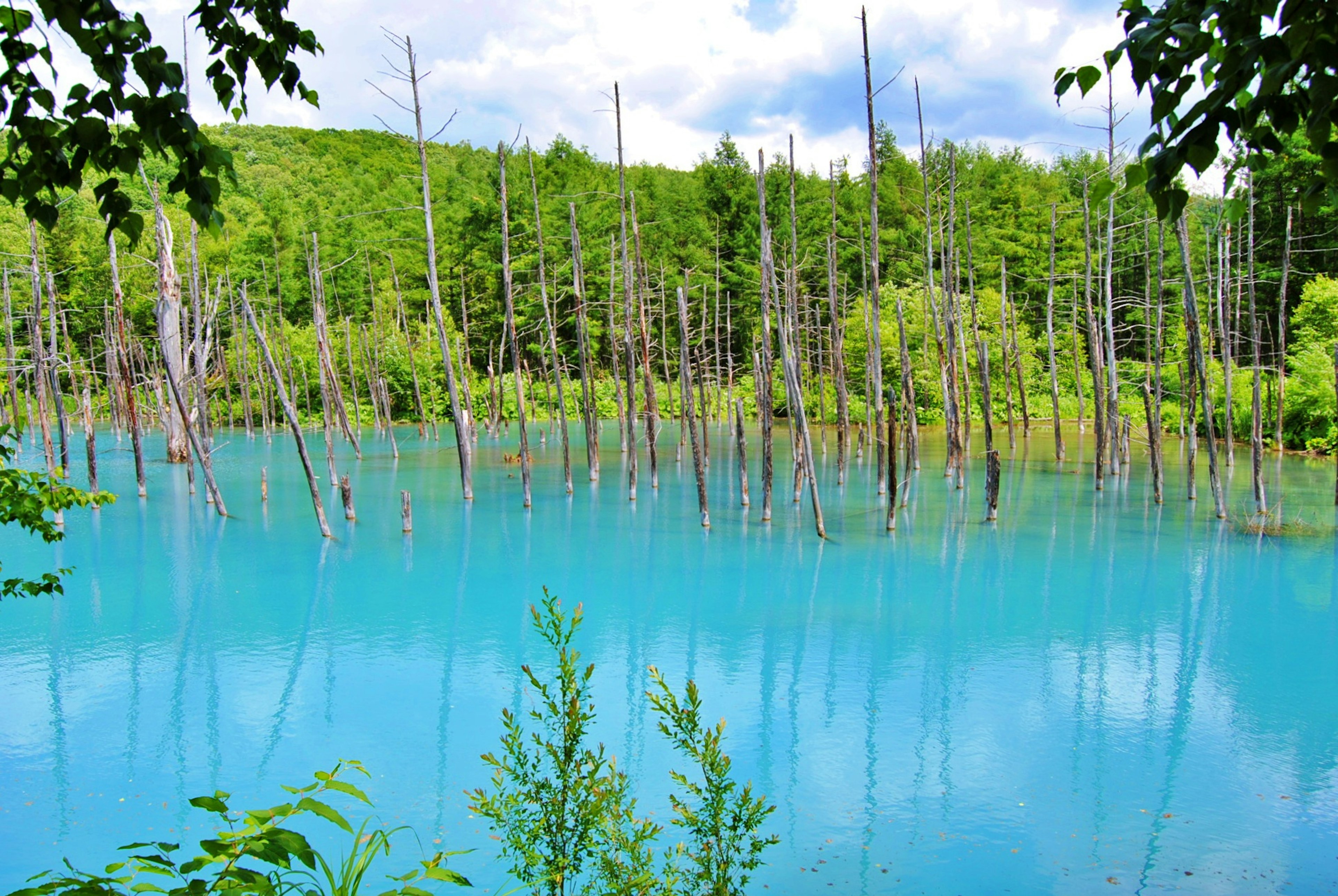 青い水と枯れた木々が立ち並ぶ美しい湖の風景