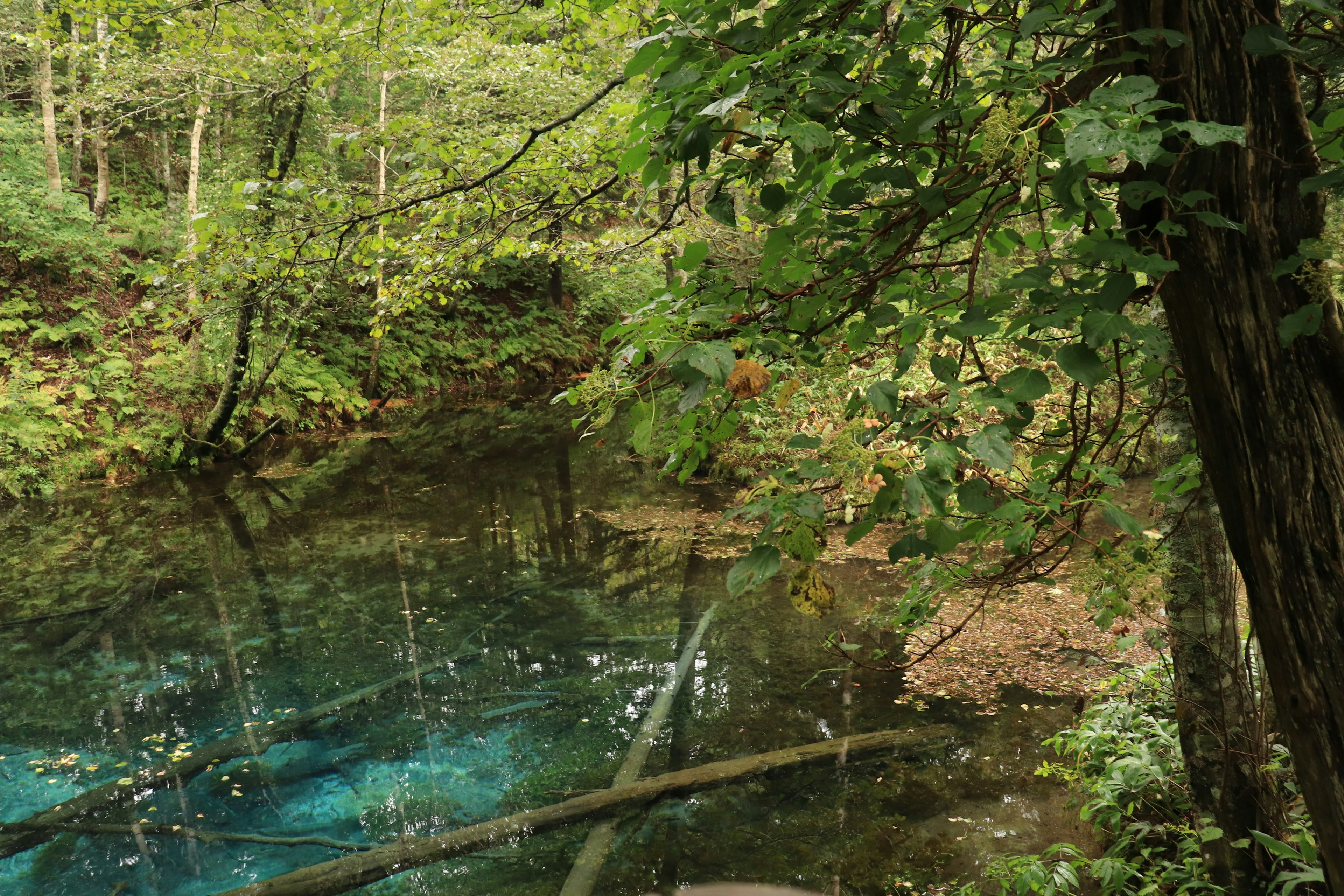 Ruhiger Waldfluss mit klarem blauen Wasser und üppigem Grün