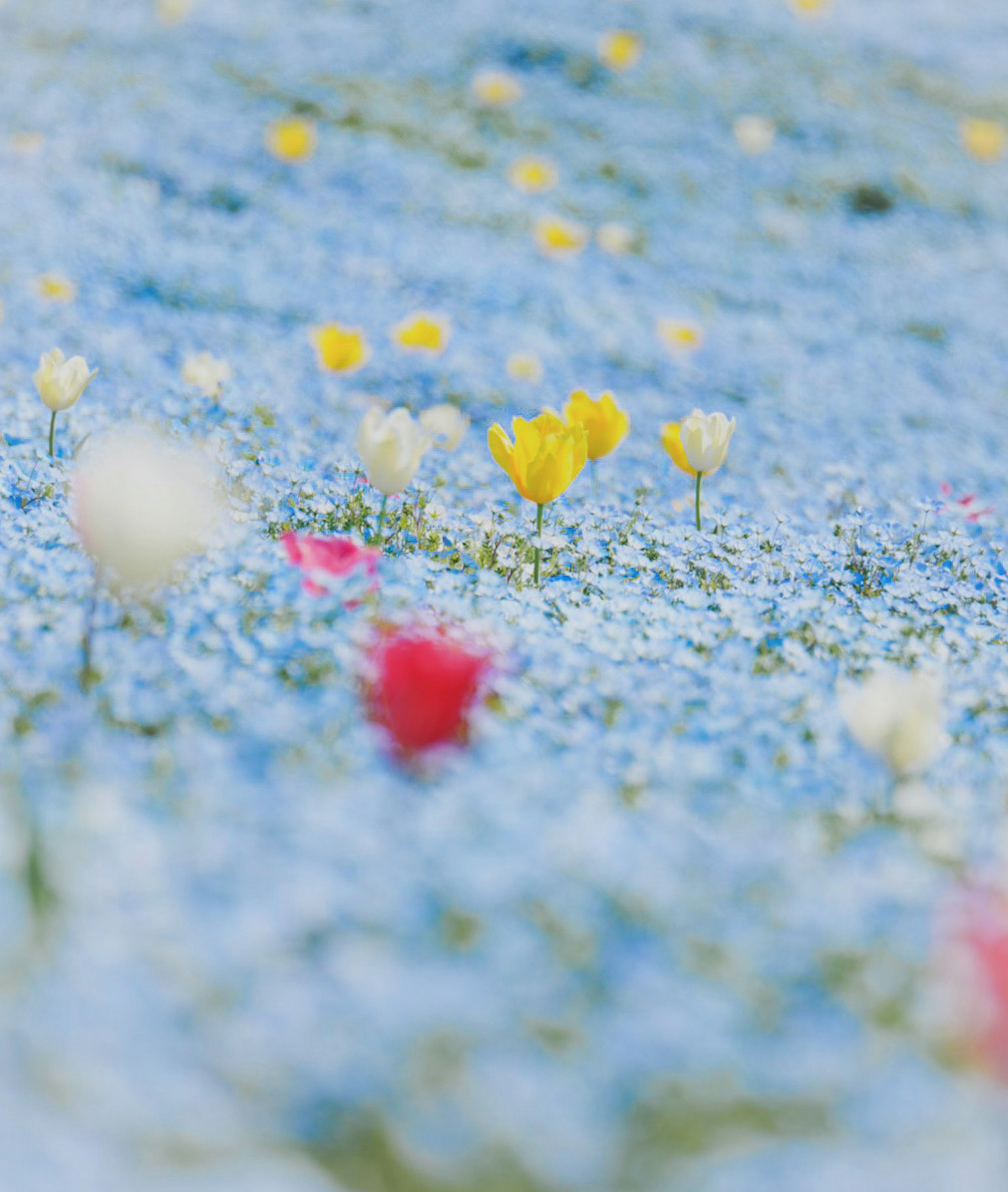 春の花畑に咲く青い花と色とりどりのチューリップ