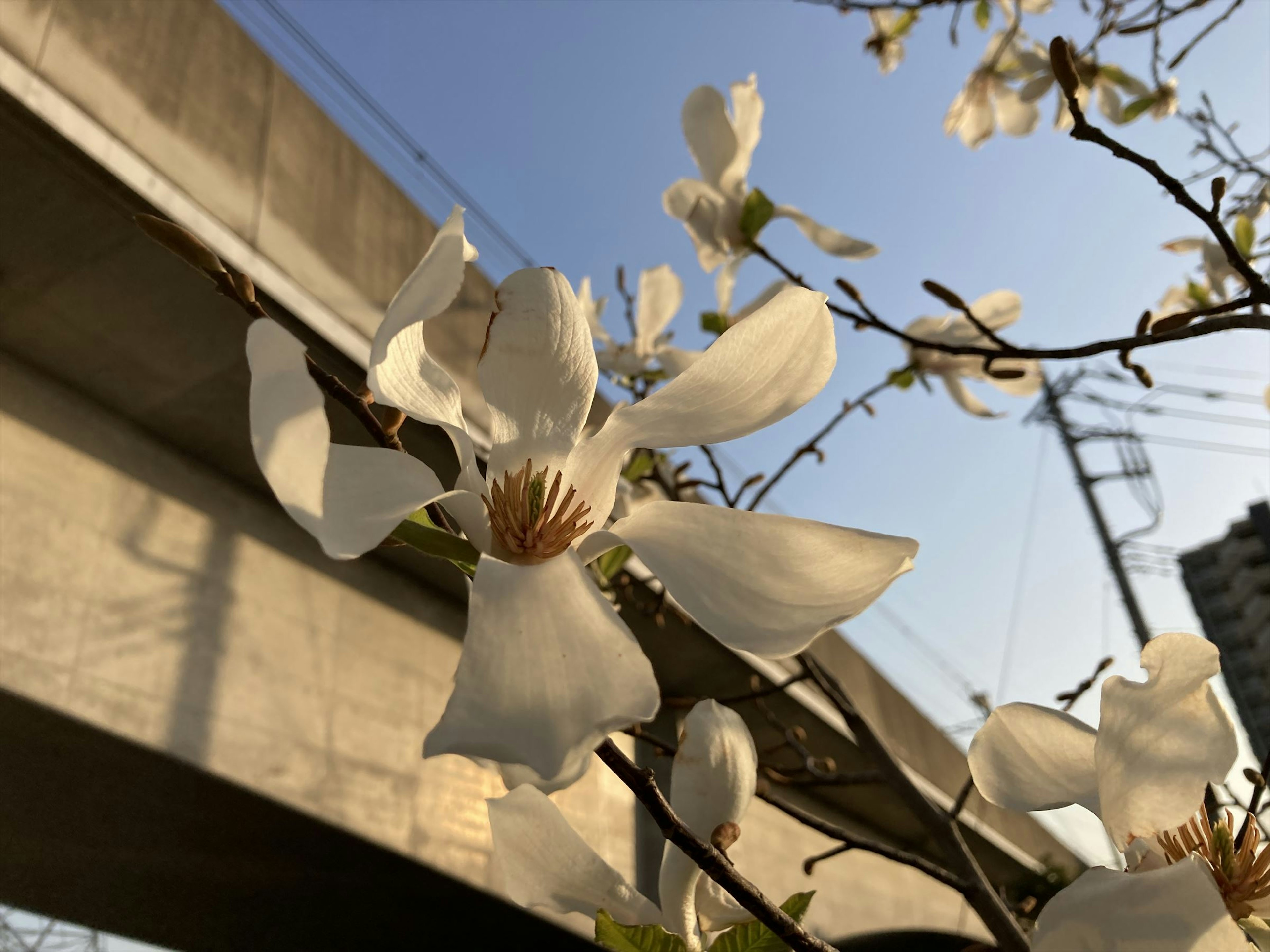 白い花が咲いている木の枝と青空の下の風景