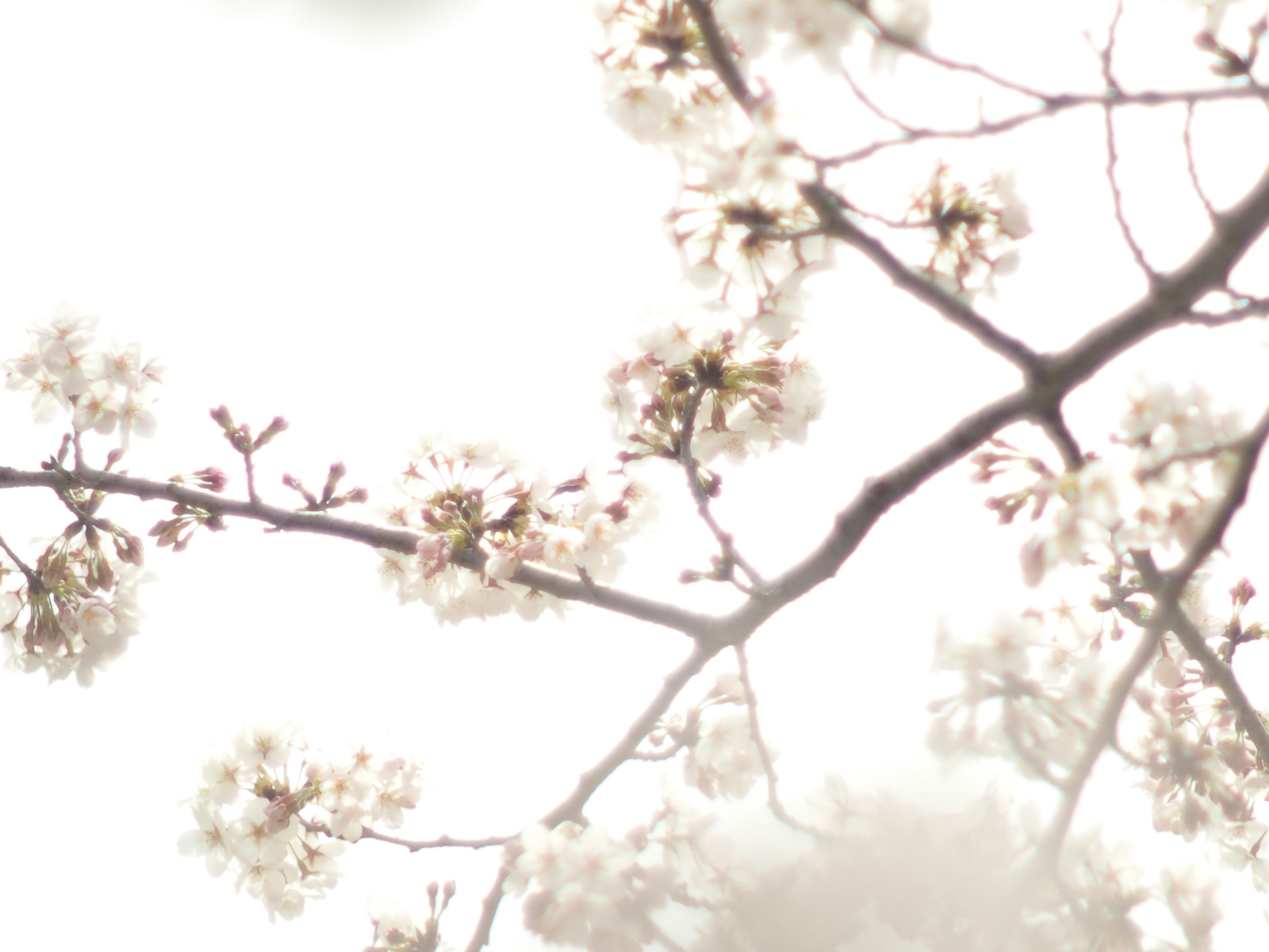 Cherry blossom branches with delicate flowers against a soft background