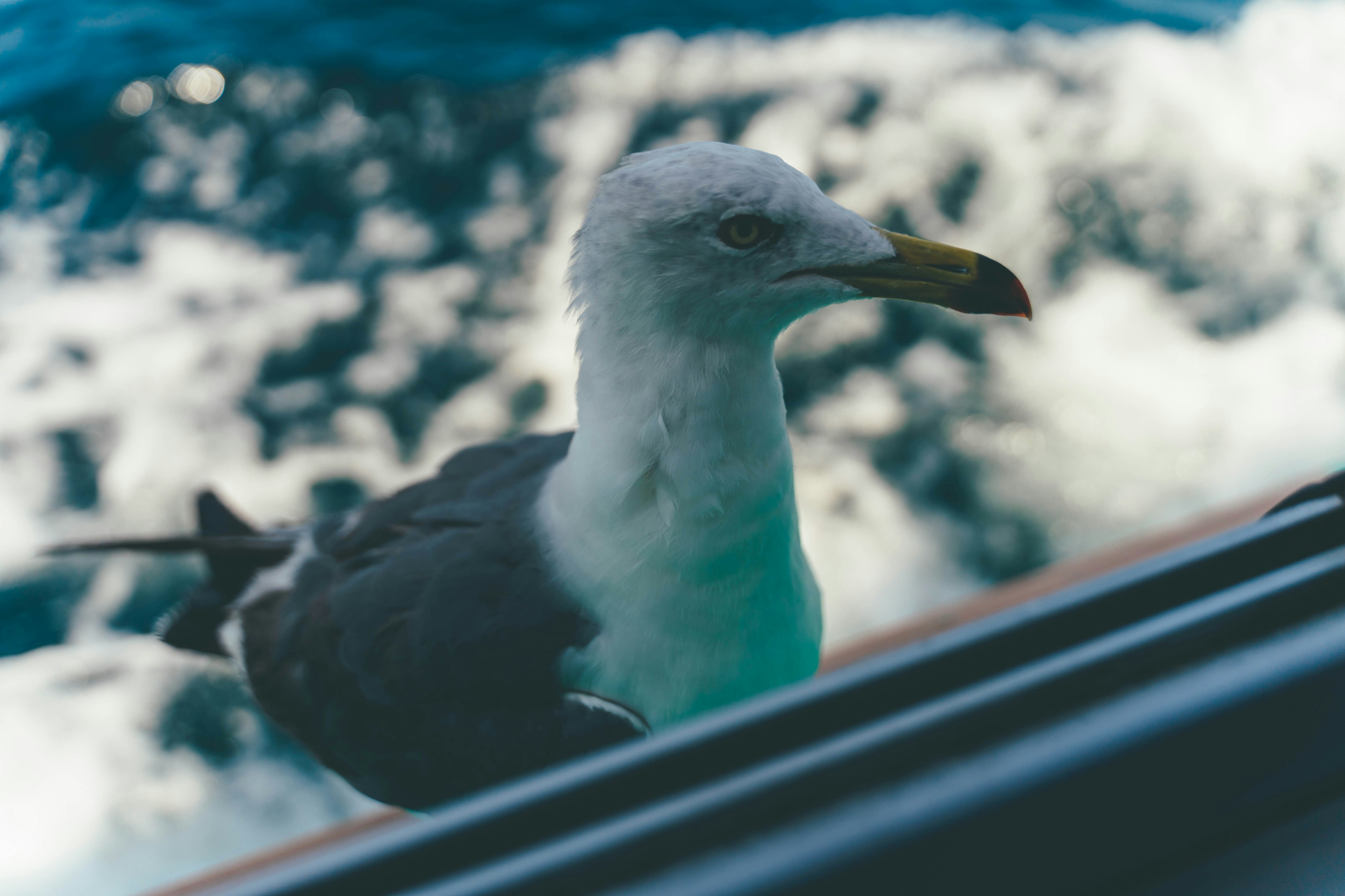 Foto ravvicinata di un gabbiano vicino all'oceano