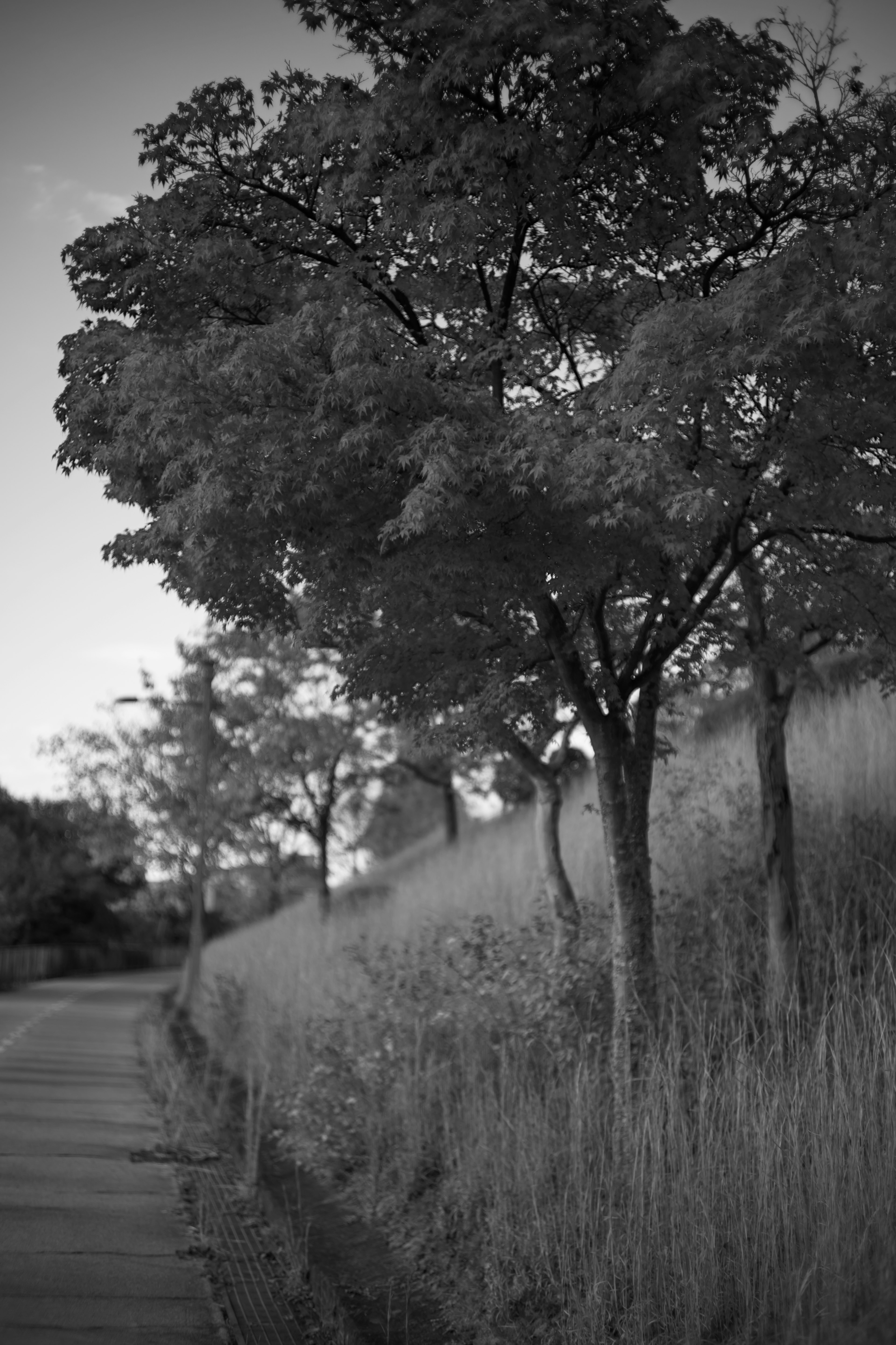 Paysage en noir et blanc avec des arbres et un chemin herbeux