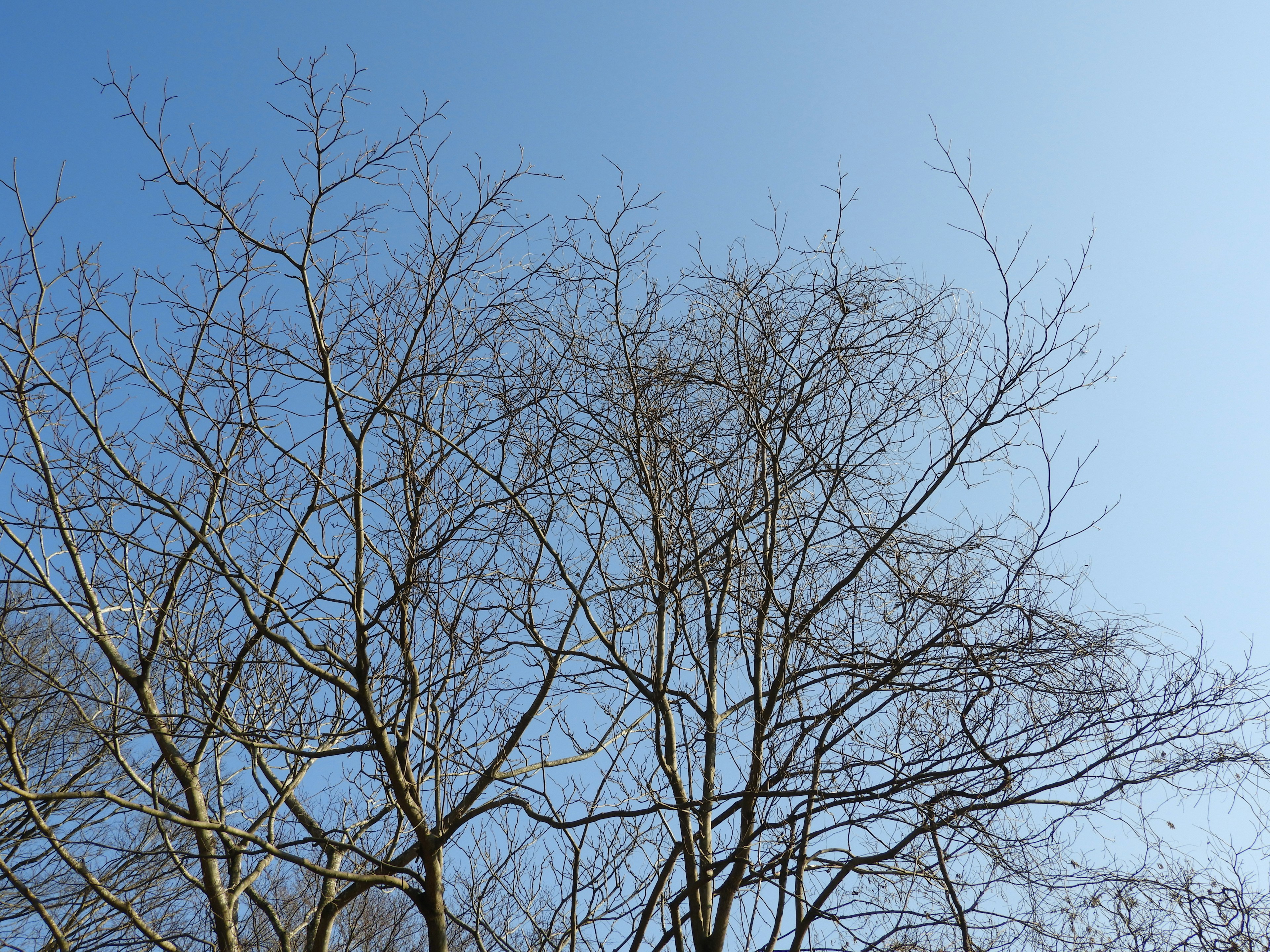 Silhouette of a tree with thin branches against a clear blue sky