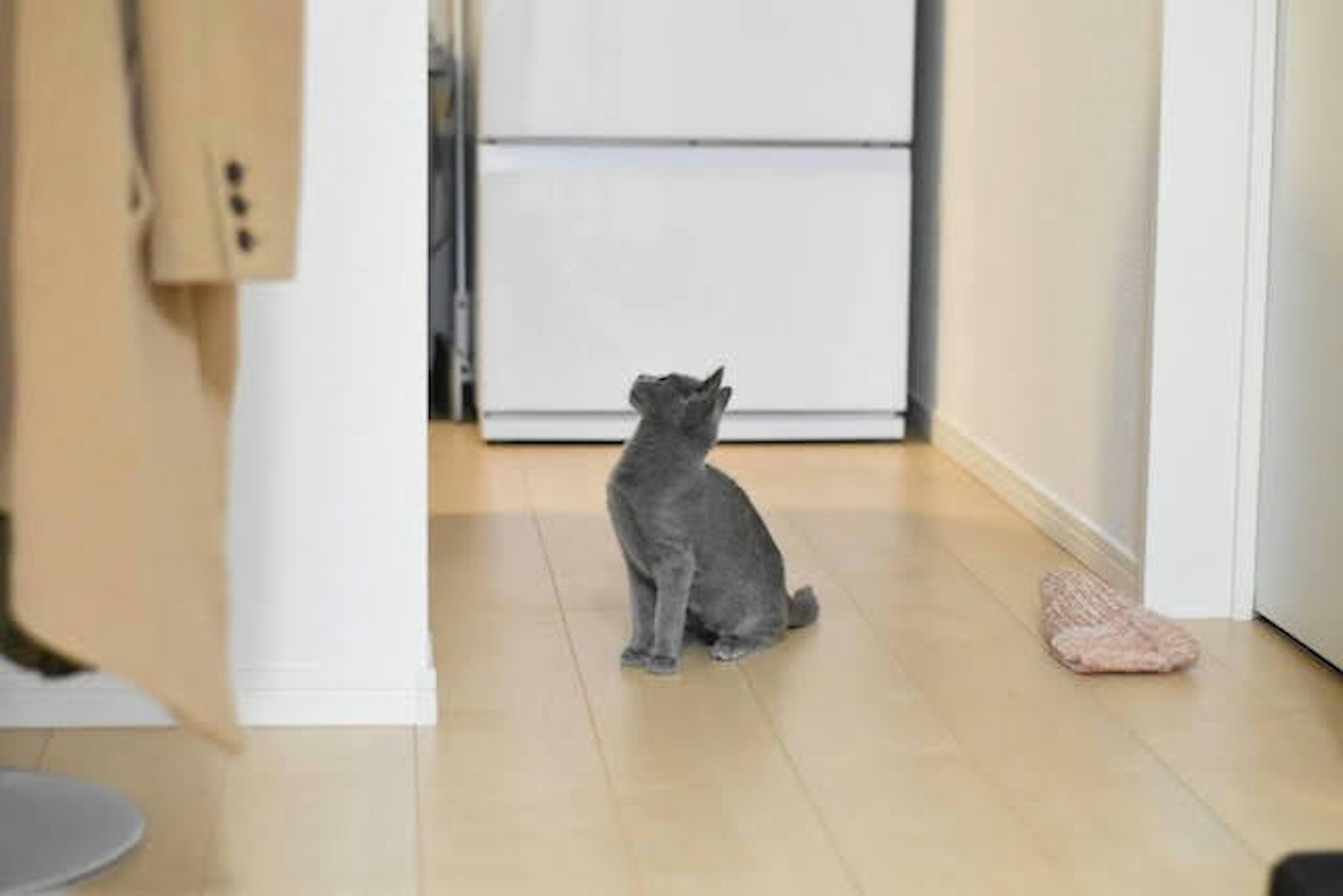 Gray cat looking down the hallway