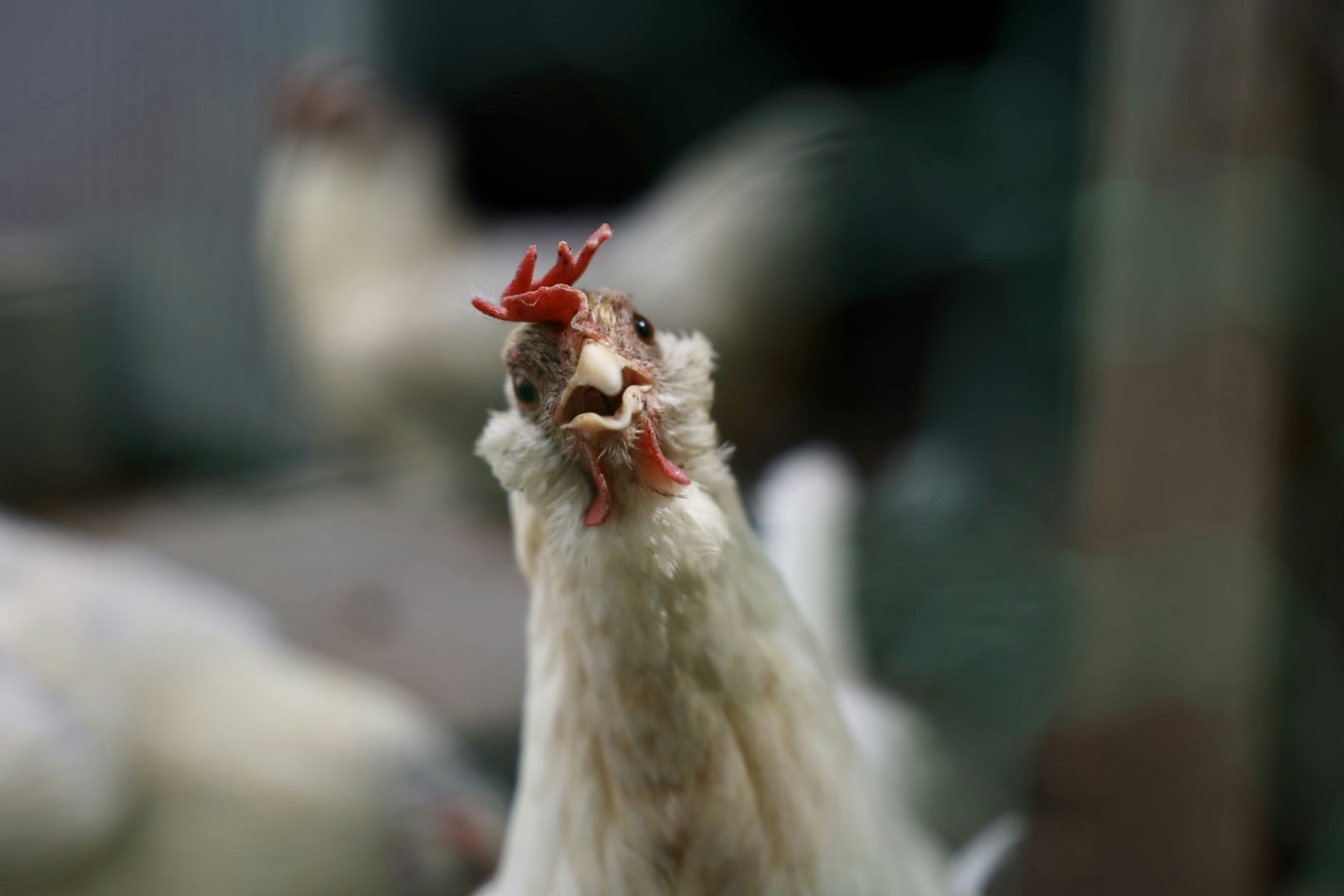 Acercamiento de un pollo blanco haciendo un sonido