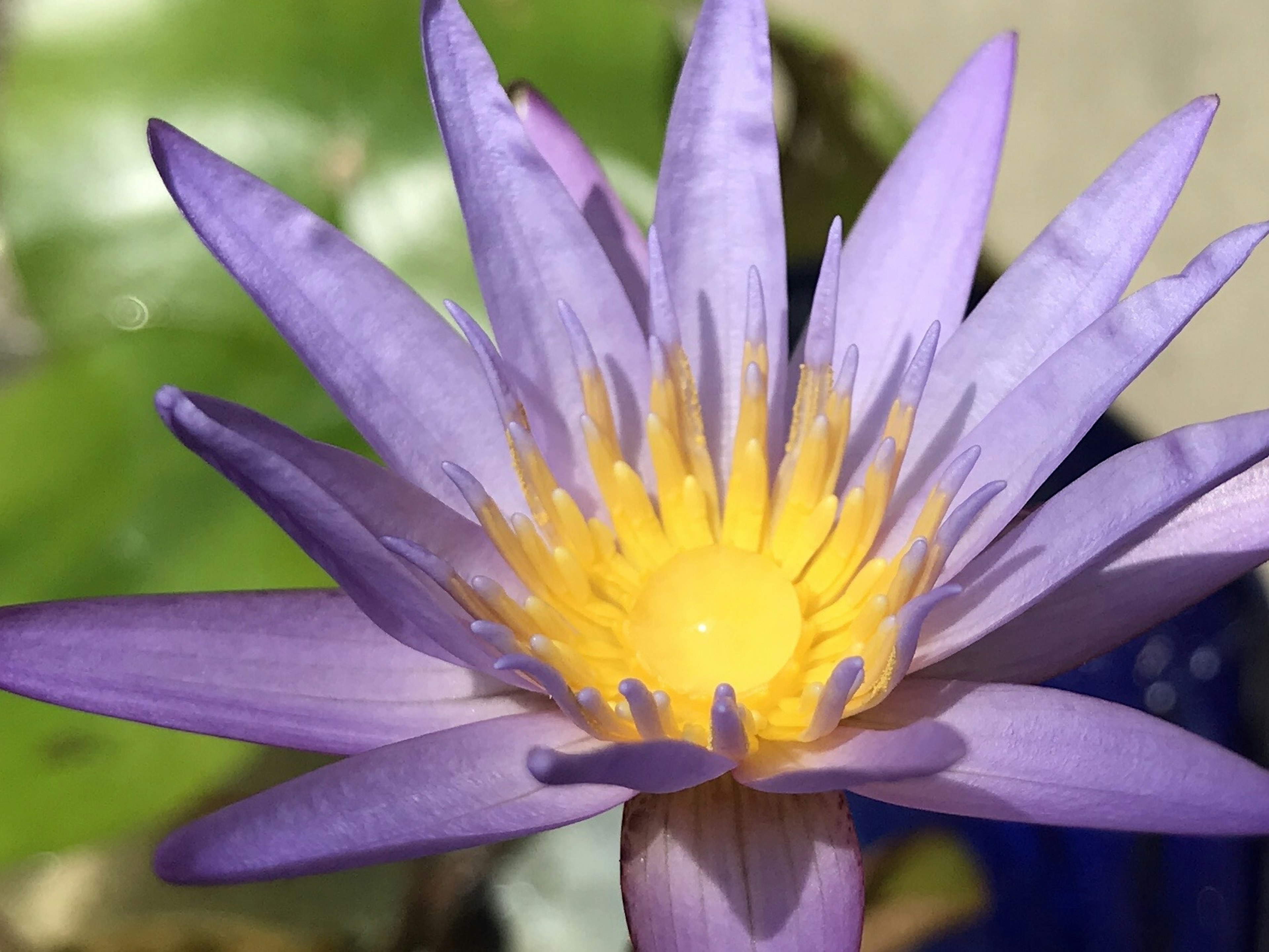 Beautiful water lily with purple petals and bright yellow stamens in the center