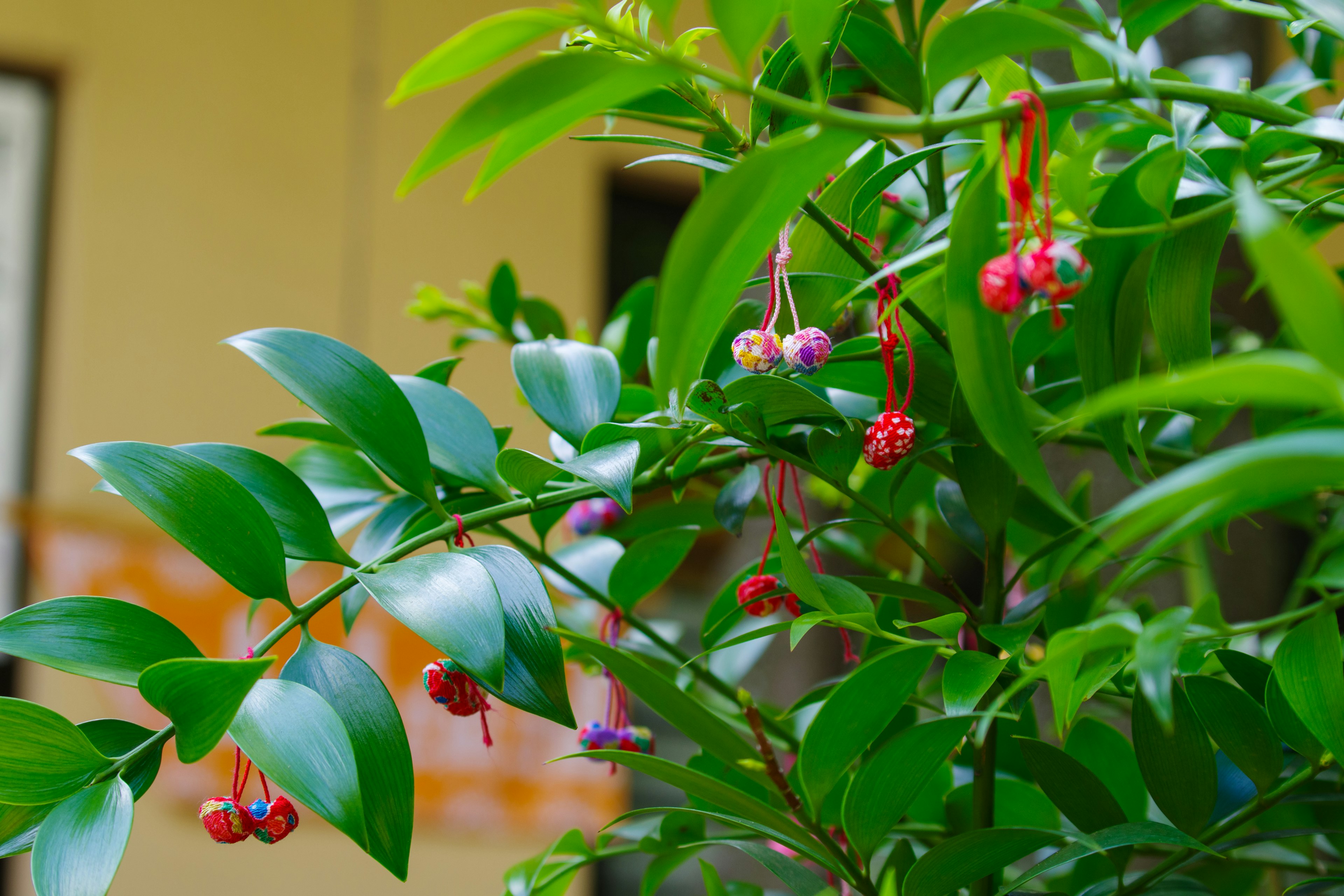 Nahaufnahme einer Pflanze mit grünen Blättern und roten Beeren