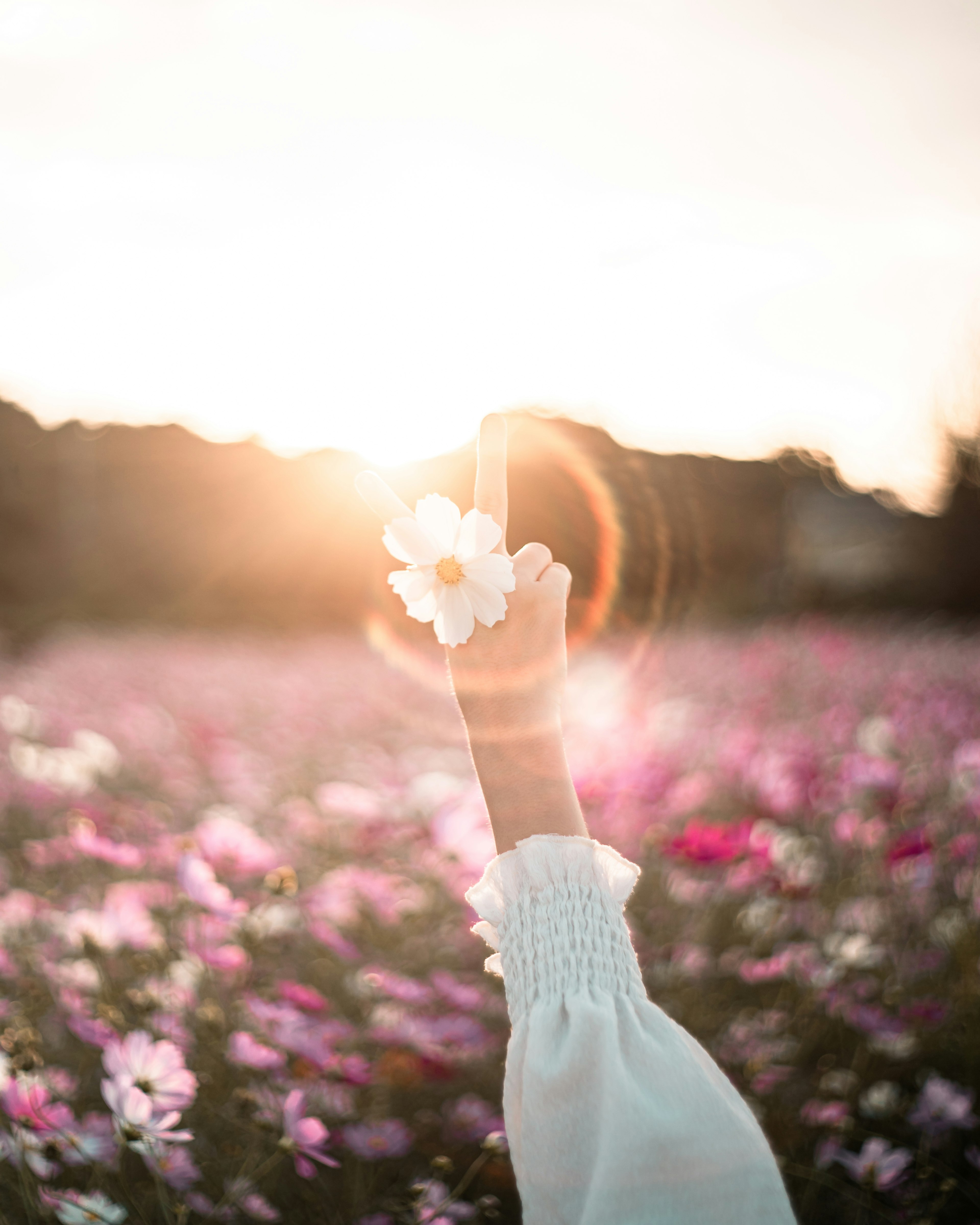 夕日を背景に花を持つ手の写真 花畑に囲まれた柔らかな光