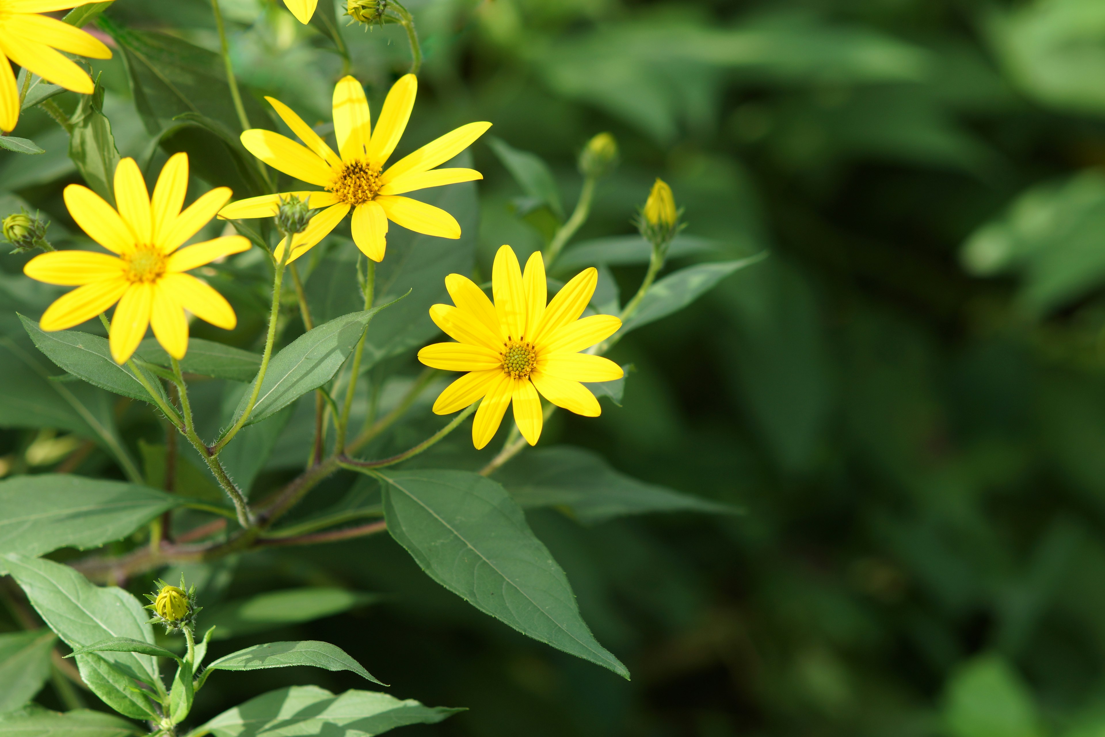 Fiori gialli brillanti che fioriscono su uno sfondo verde