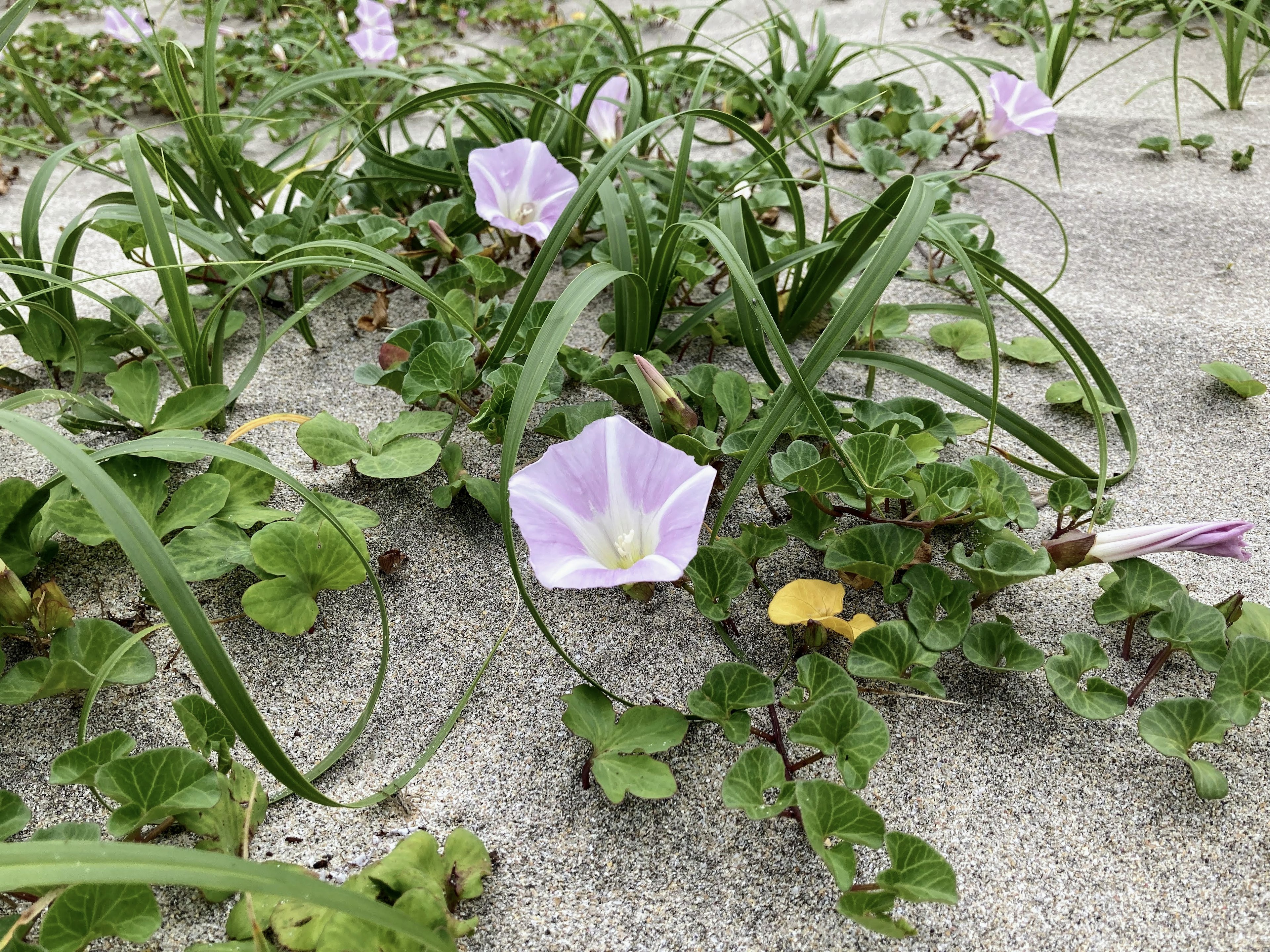 Purple flowers and green leaves growing on sandy ground