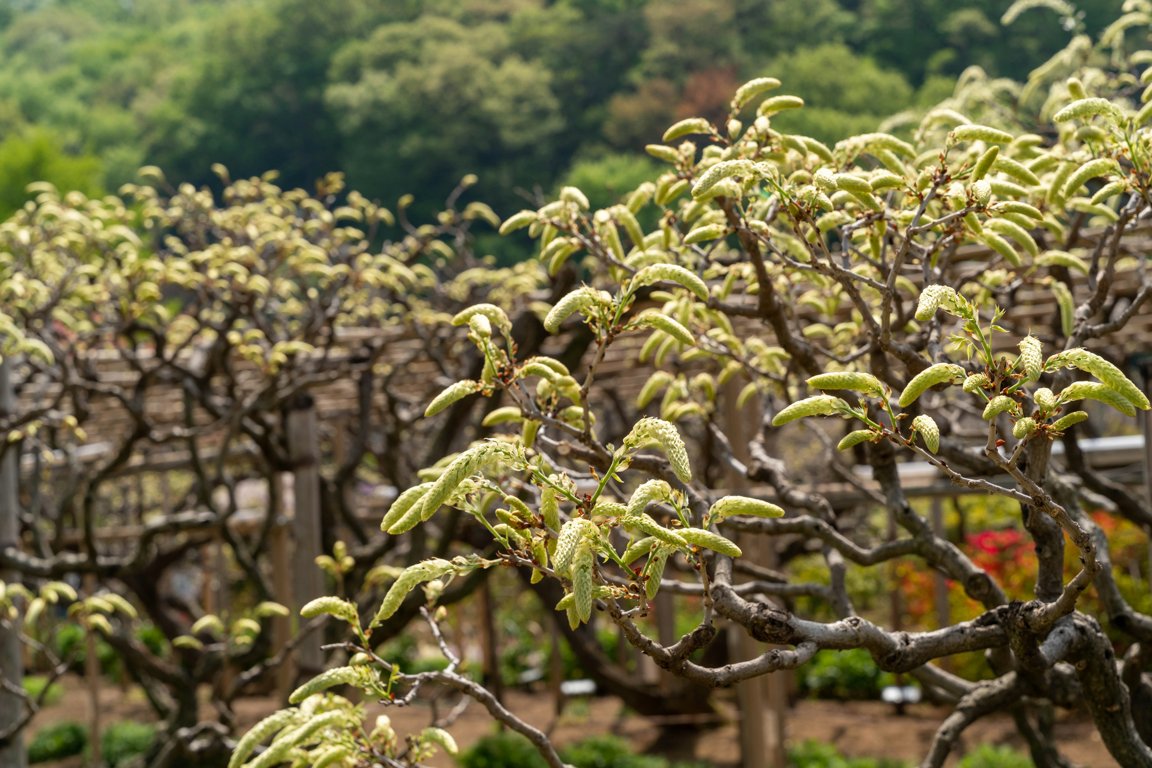 Paesaggio di alberi con germogli verdi freschi