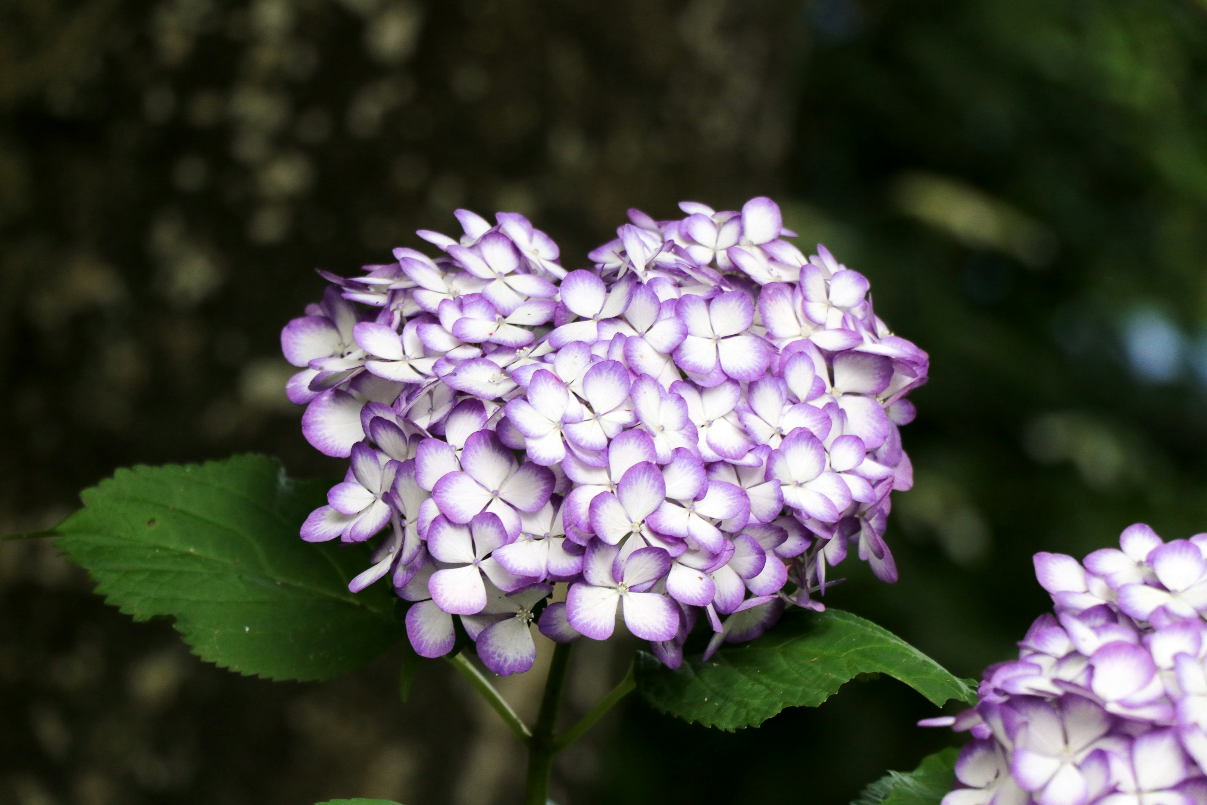 Gruppo di fiori viola con bordi bianchi circondati da foglie verdi