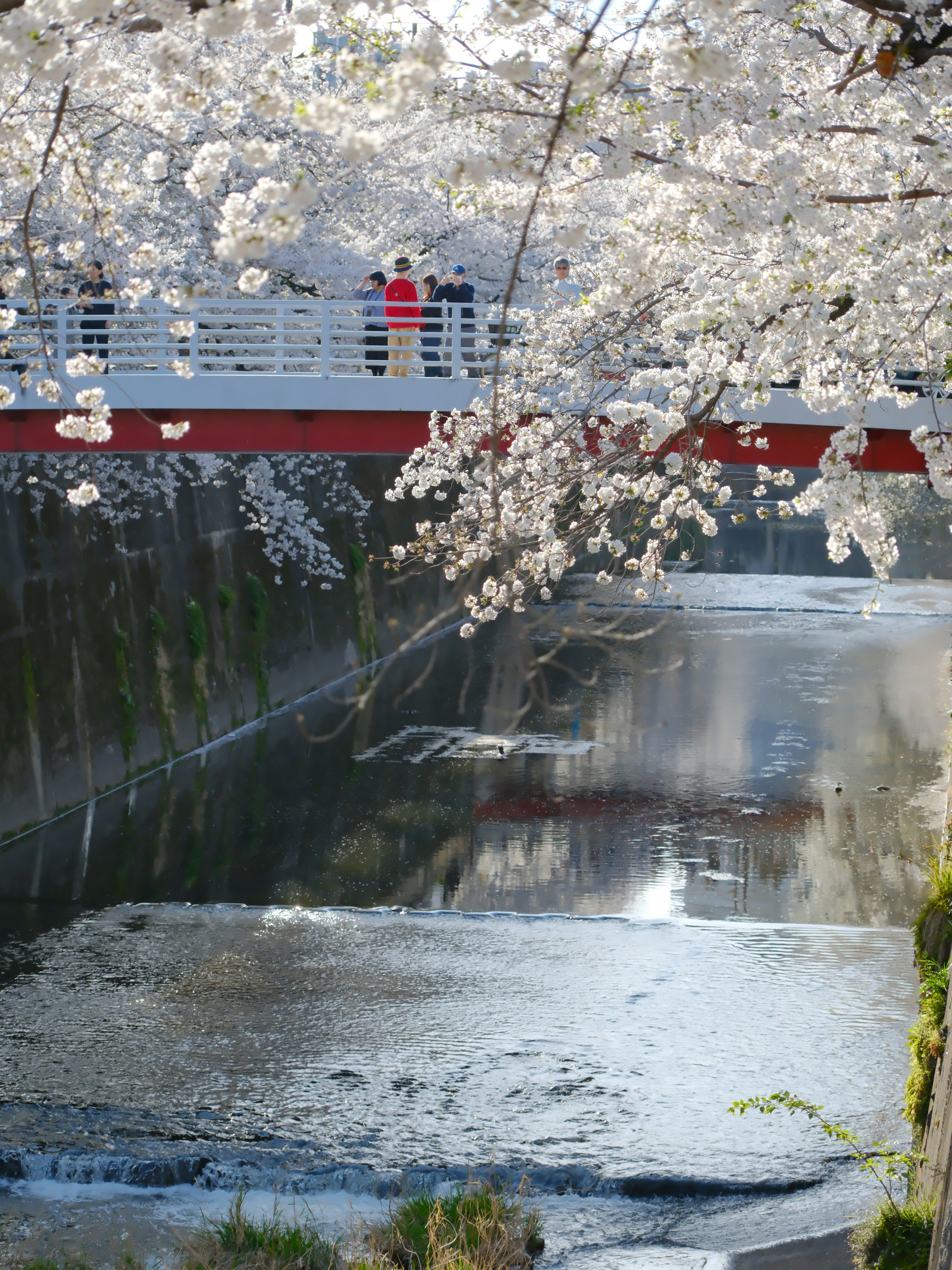 Vue pittoresque de cerisiers au-dessus d'une rivière Pont rouge avec des gens