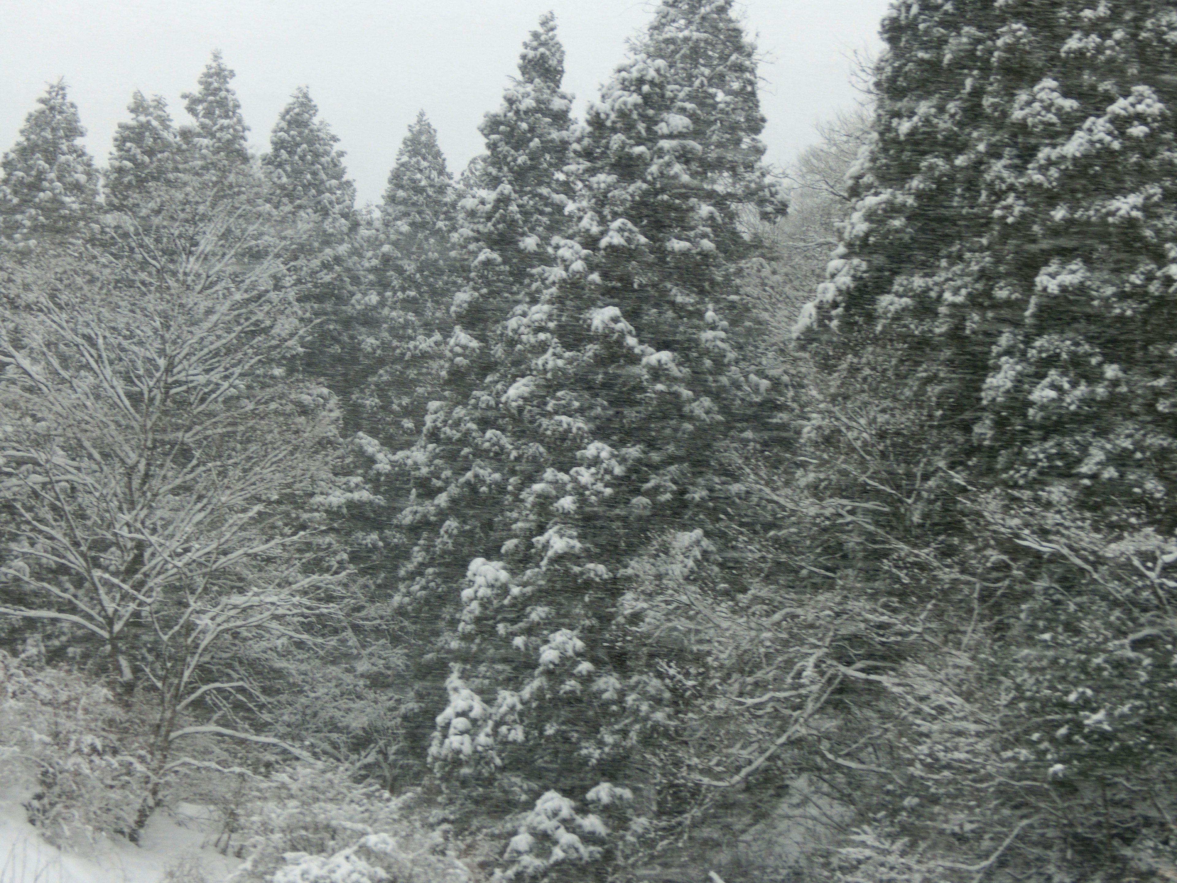 雪で覆われた木々の風景