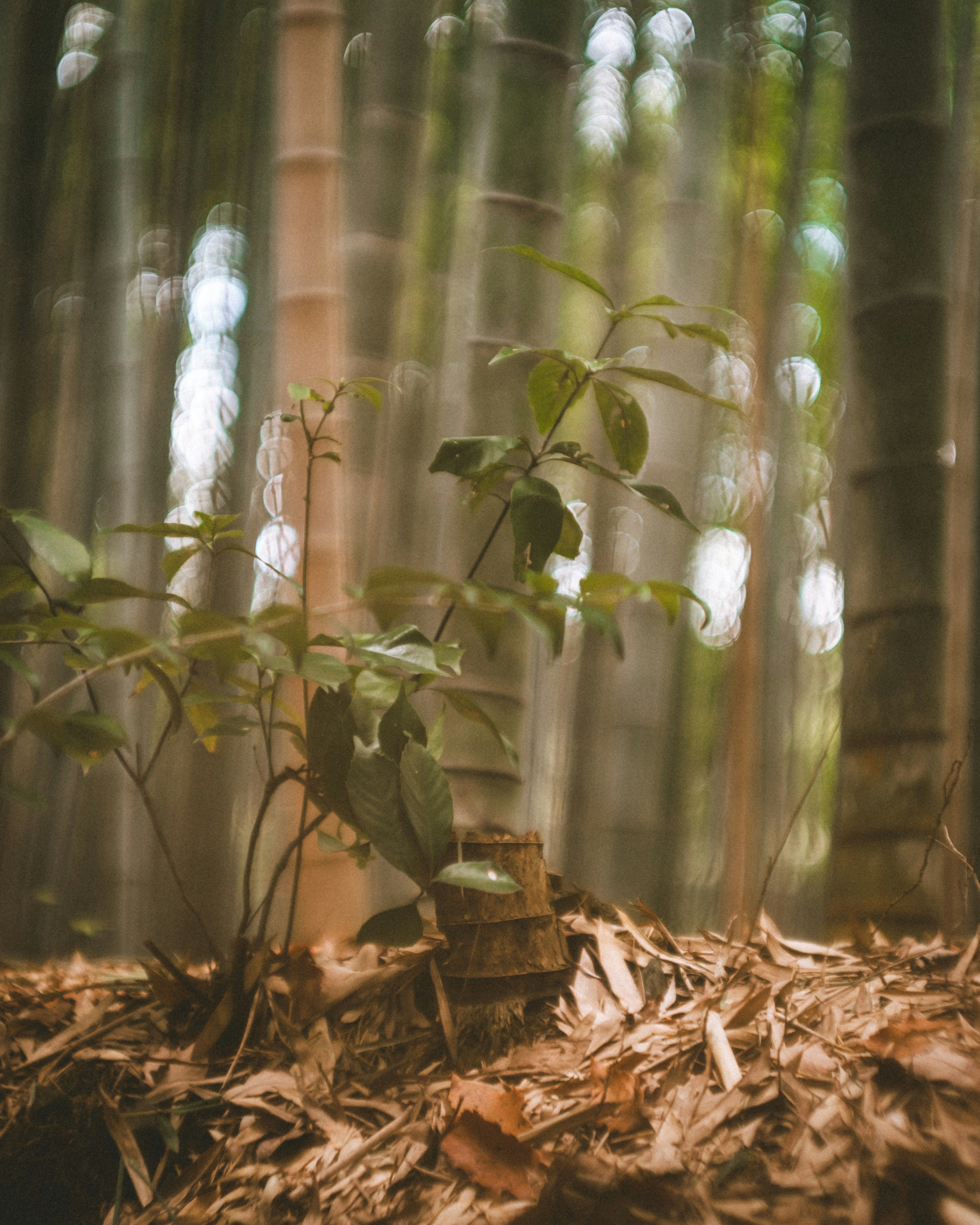 Tanaman kecil dikelilingi bambu di lingkungan hutan