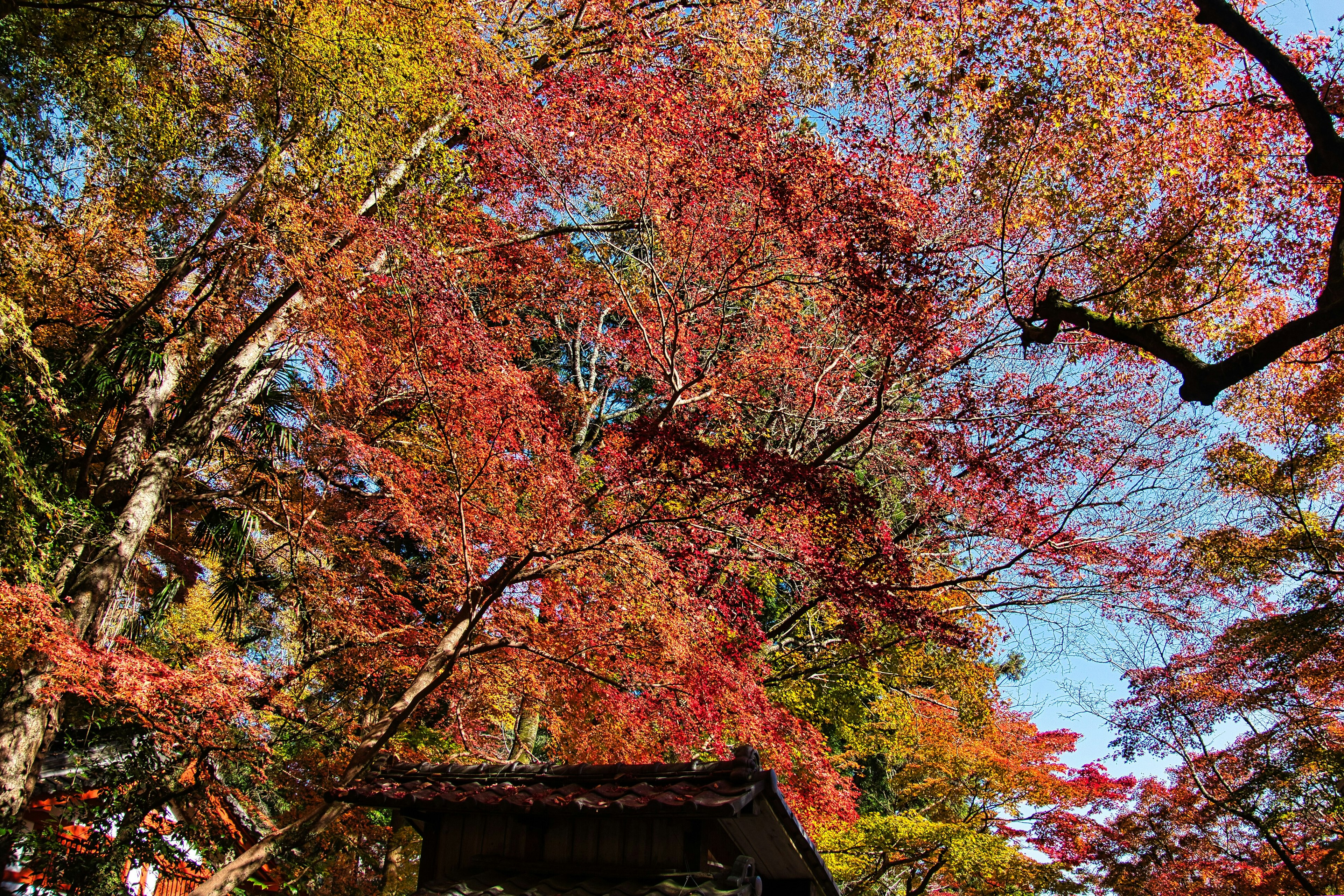 Lebendige Herbstblätter unter einem klaren blauen Himmel