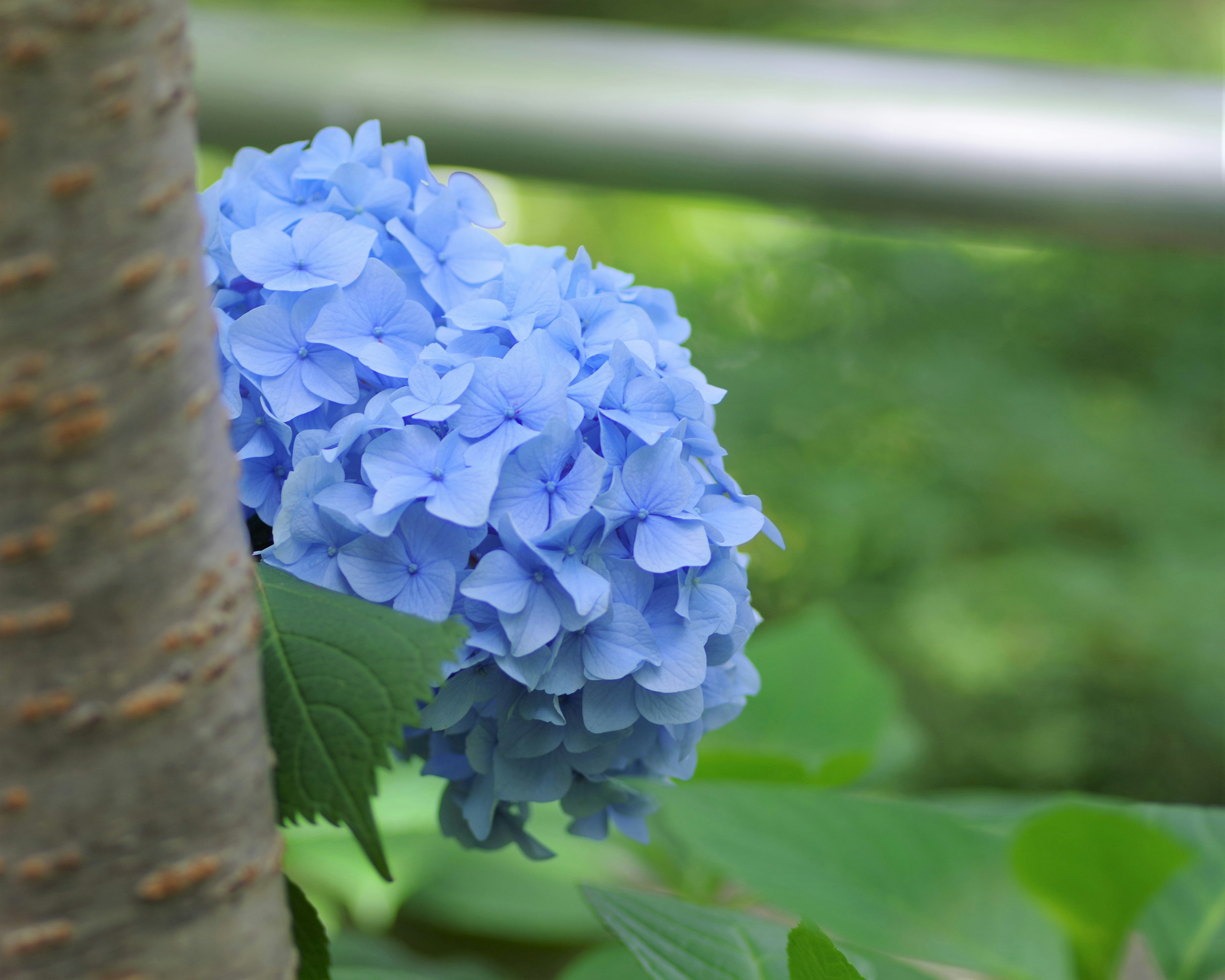 青いアジサイの花が緑の葉の間から見える