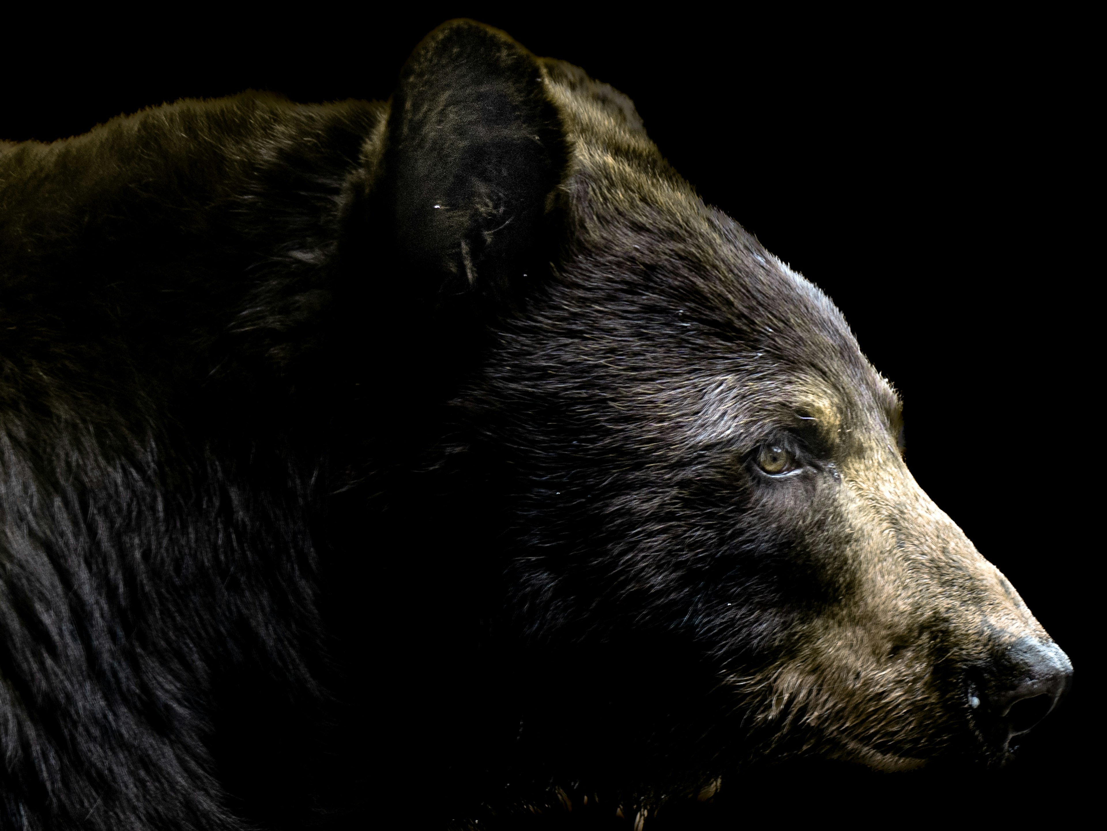 Perfil detallado de un oso sobre fondo negro