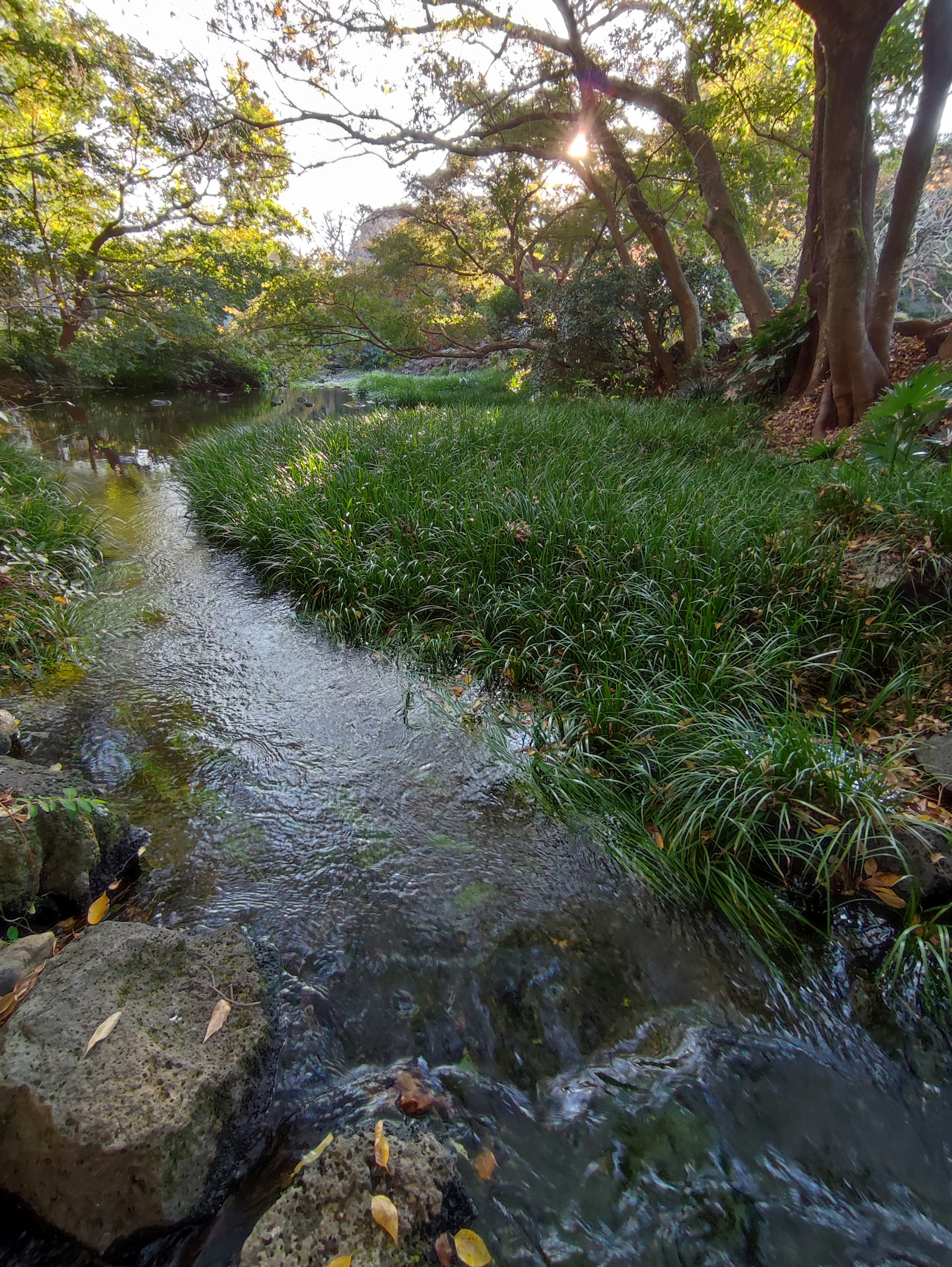 A serene landscape featuring a stream and lush greenery with surrounding trees