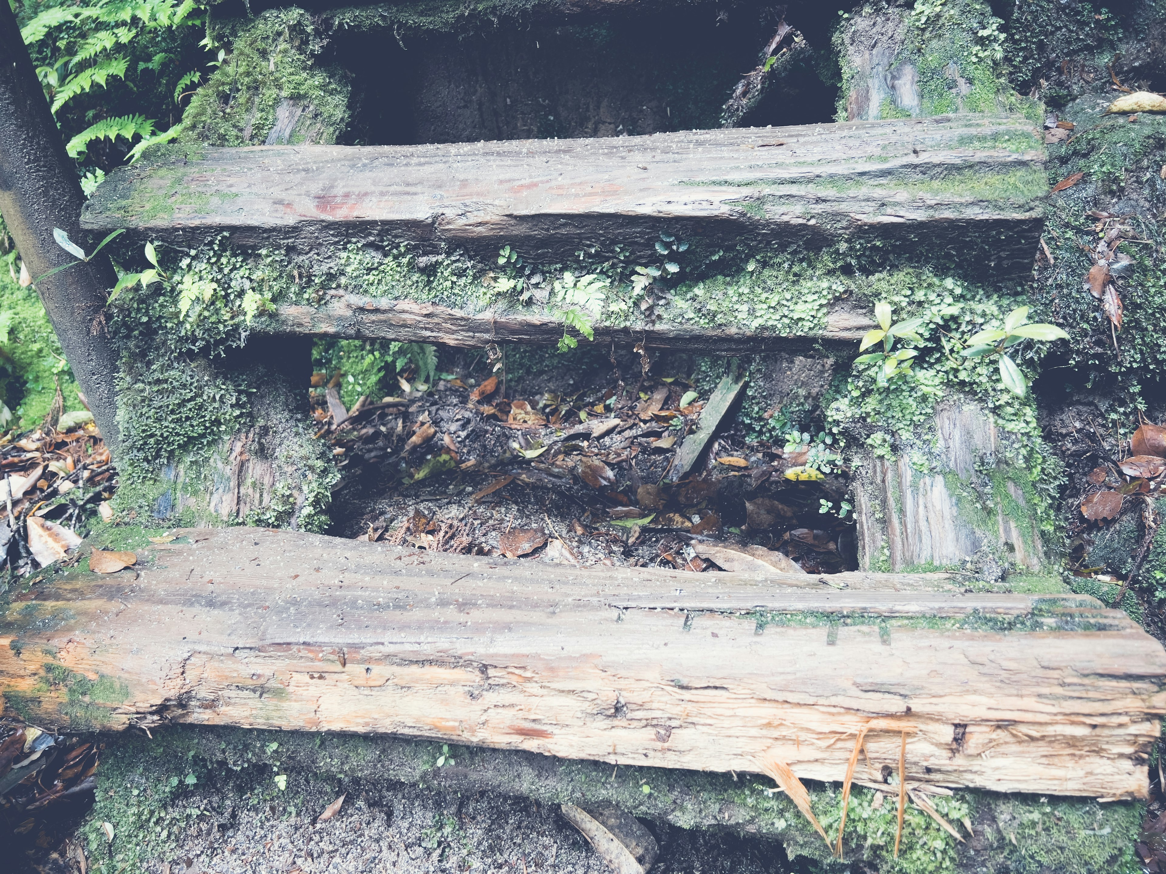 Abgenutzte Holzstufen, bedeckt mit Moos und Laub