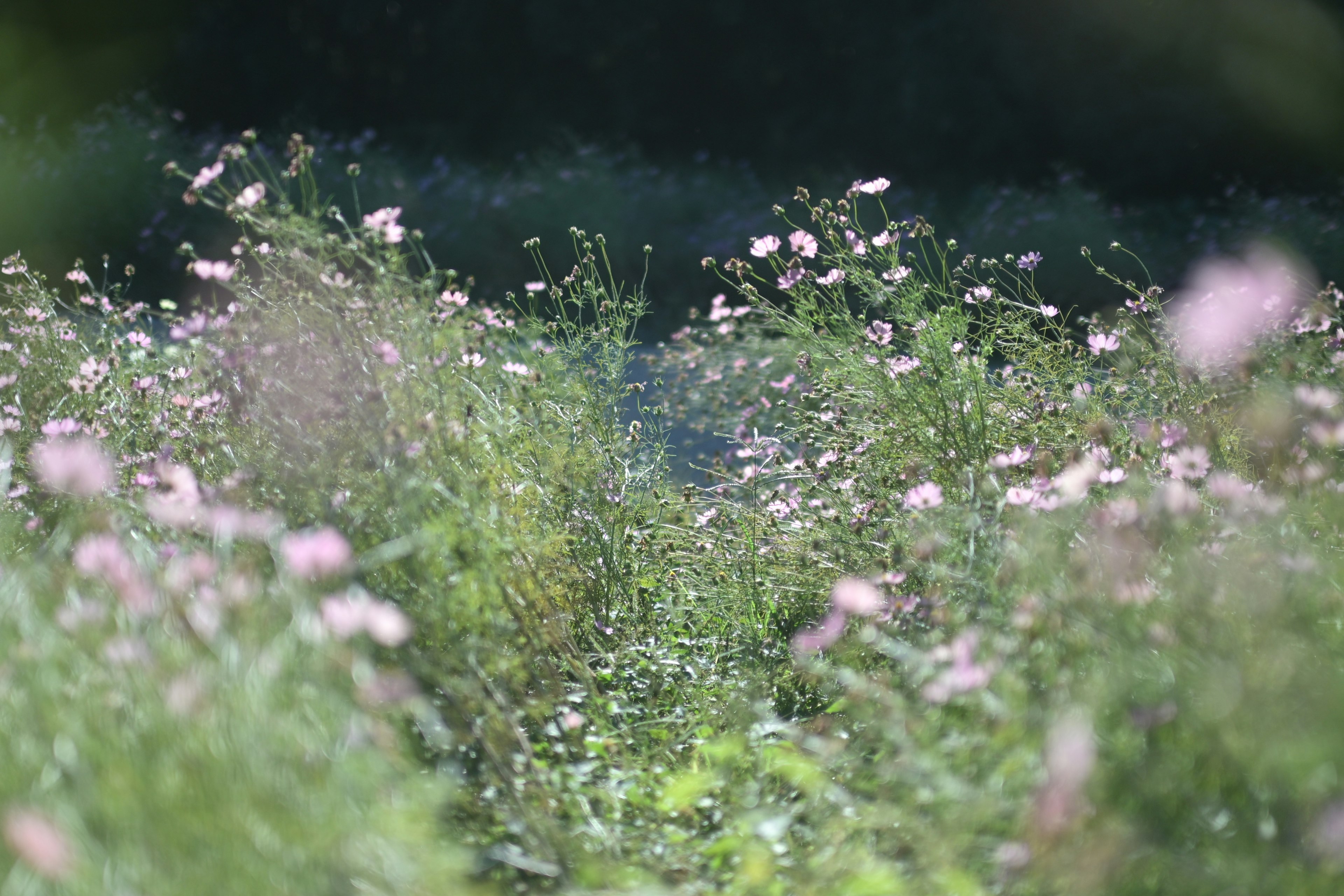 A landscape featuring scattered light pink flowers in a green meadow