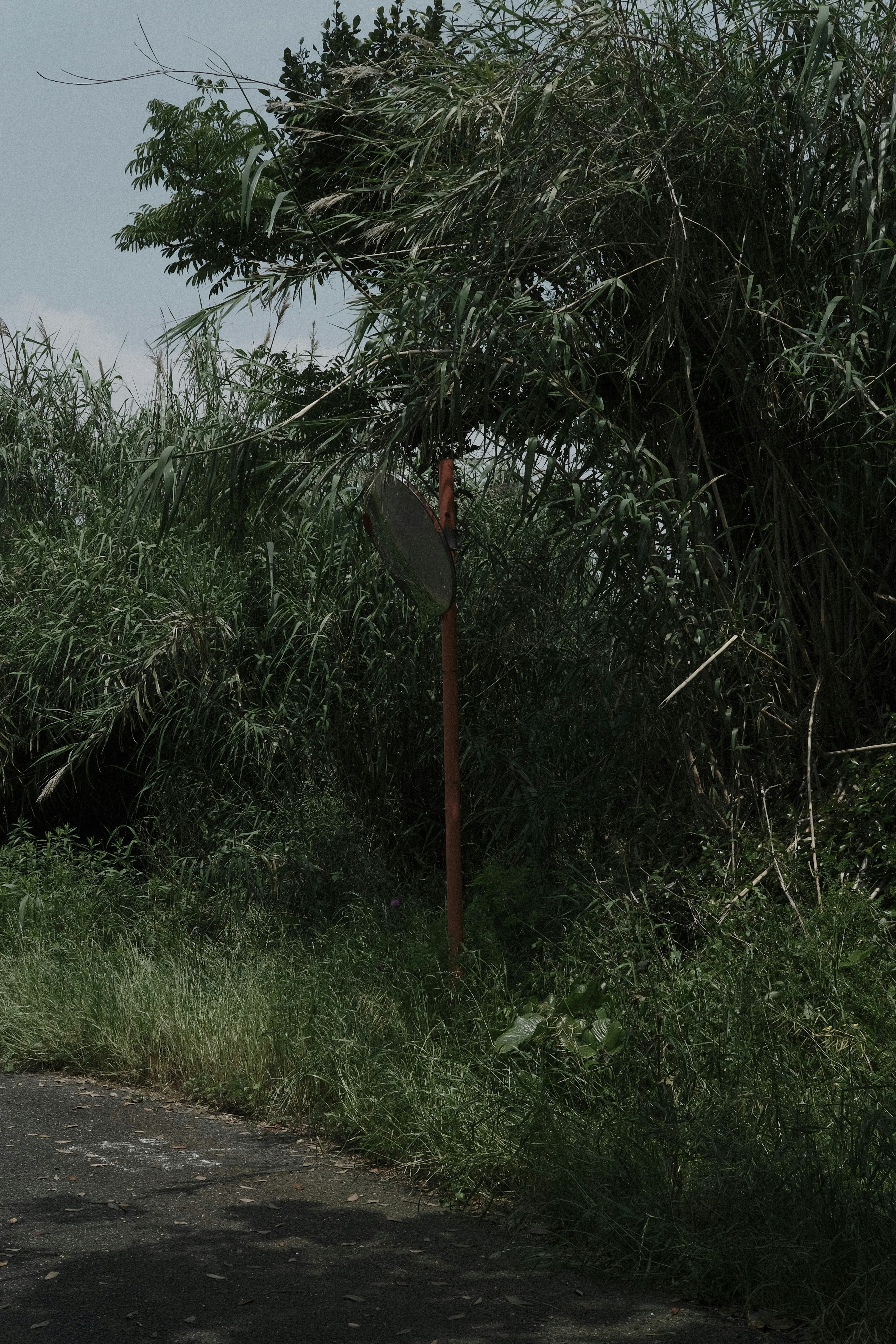 Sebuah rambu jalan yang dikelilingi oleh rumput hijau dan pepohonan