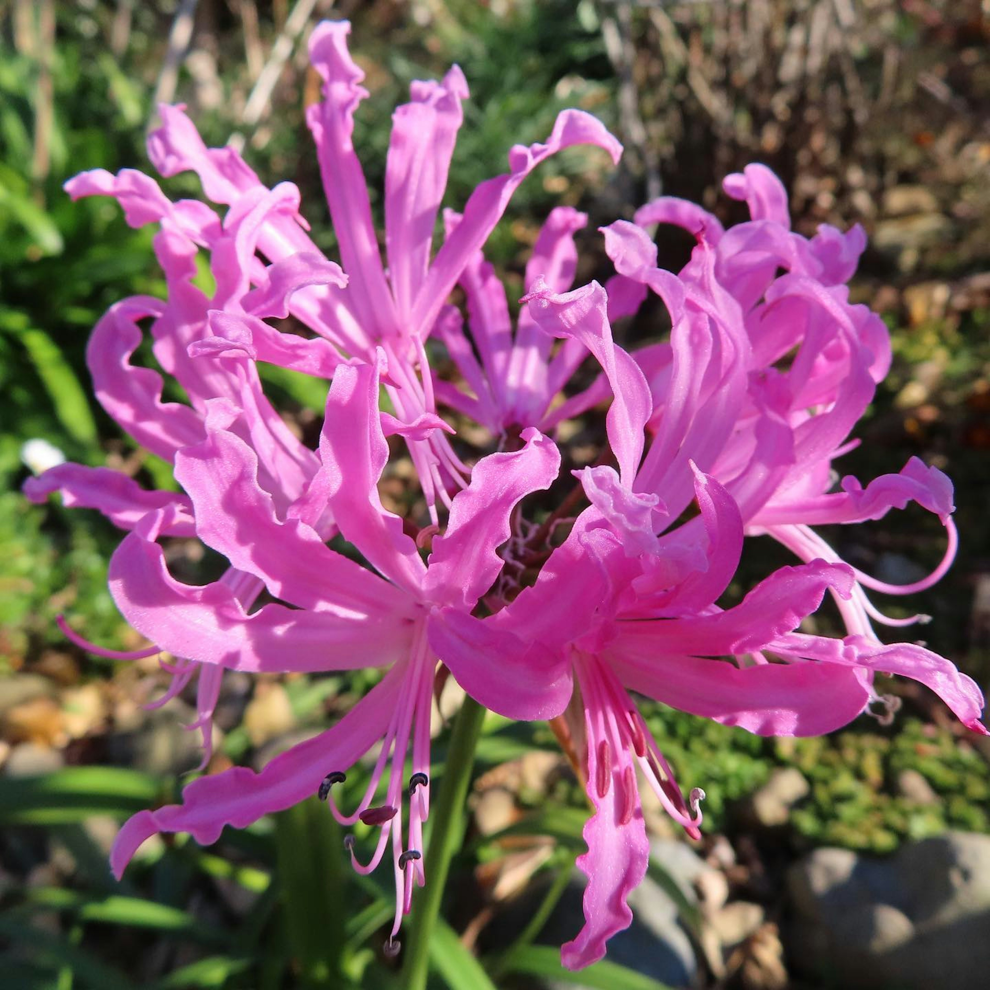 Bunga pink cerah mekar di taman