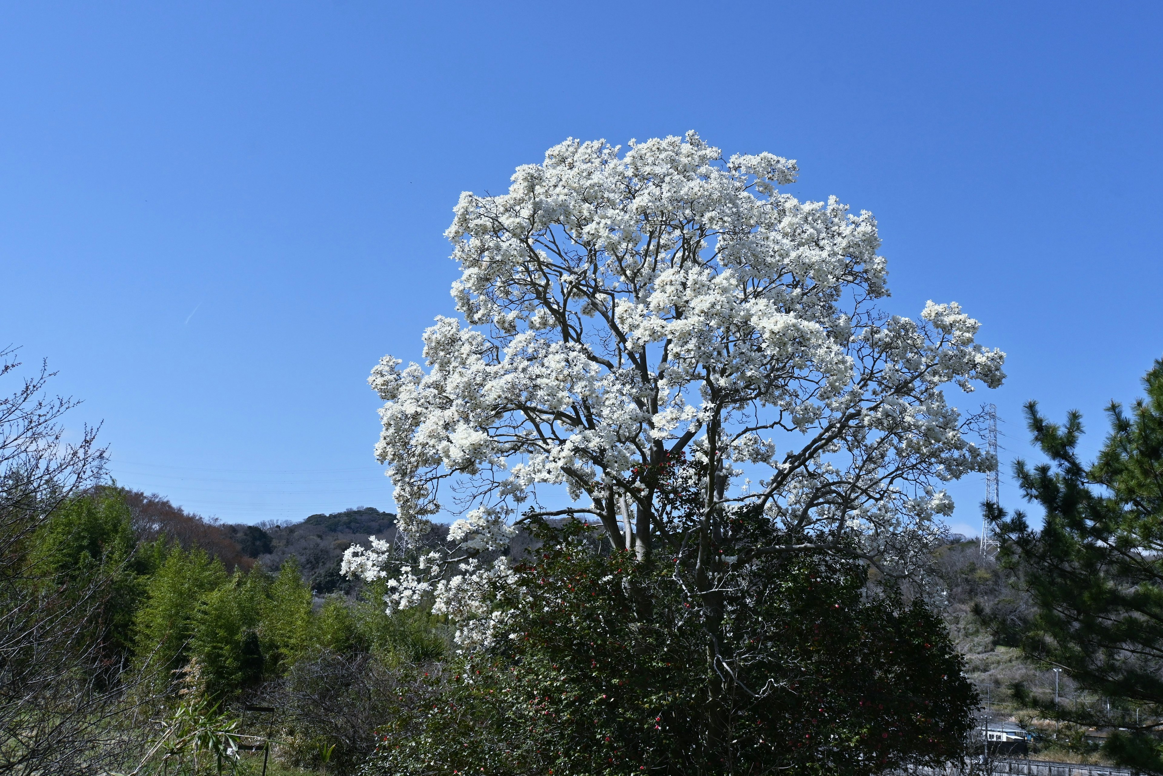 A beautiful tree with white flowers against a blue sky