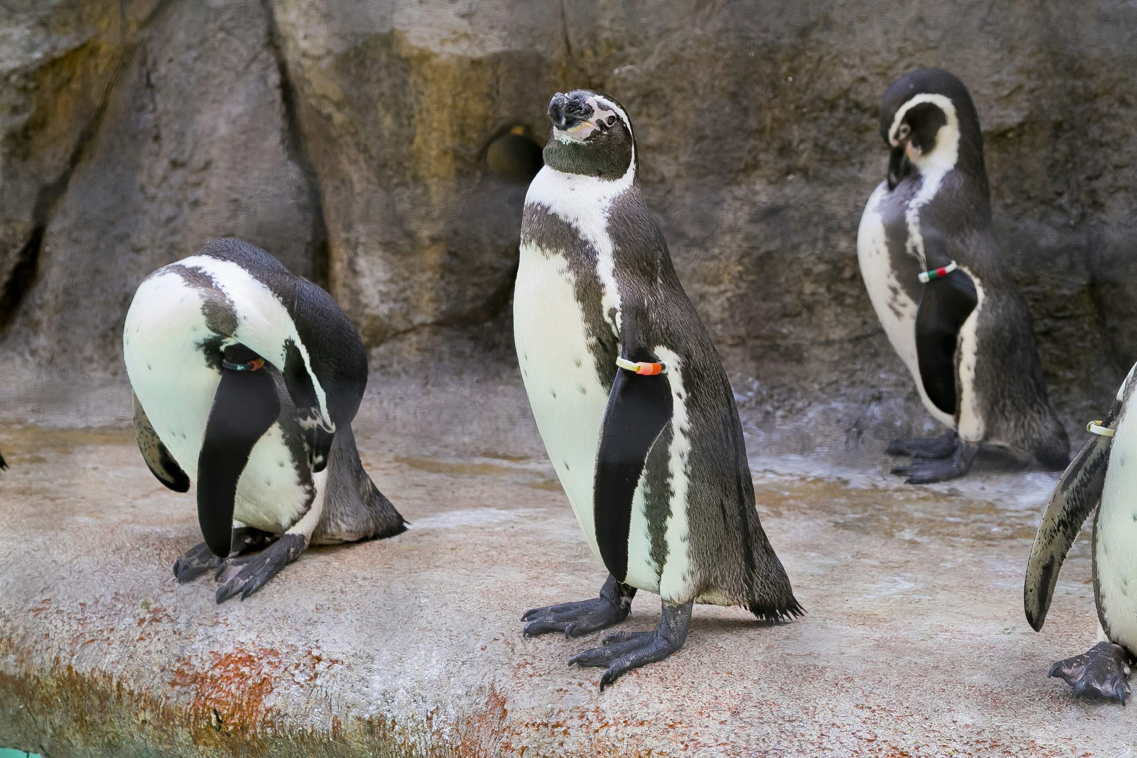 Grupo de pingüinos de pie sobre una superficie rocosa