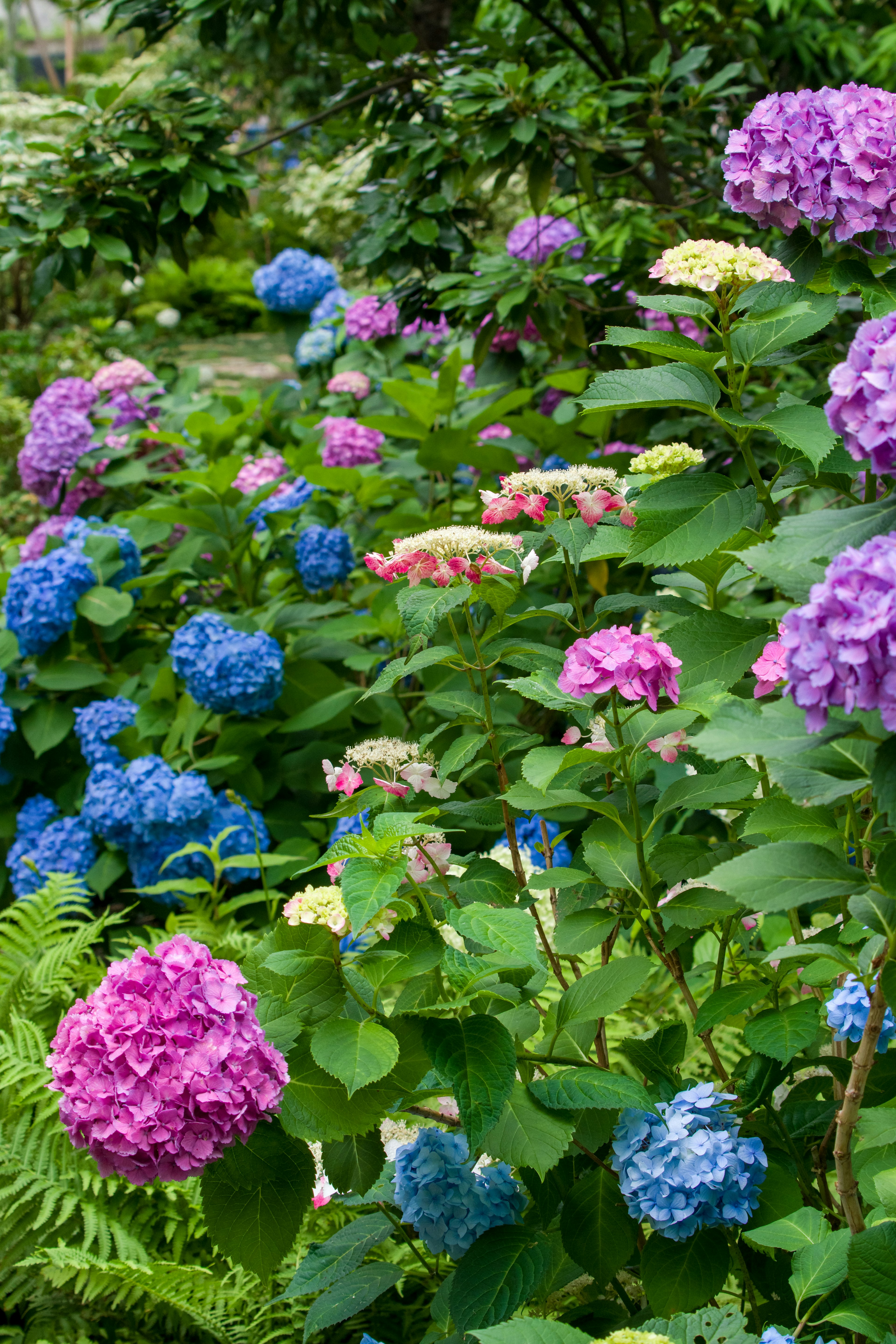 Un giardino vibrante pieno di ortensie in fiore nei toni di rosa e blu