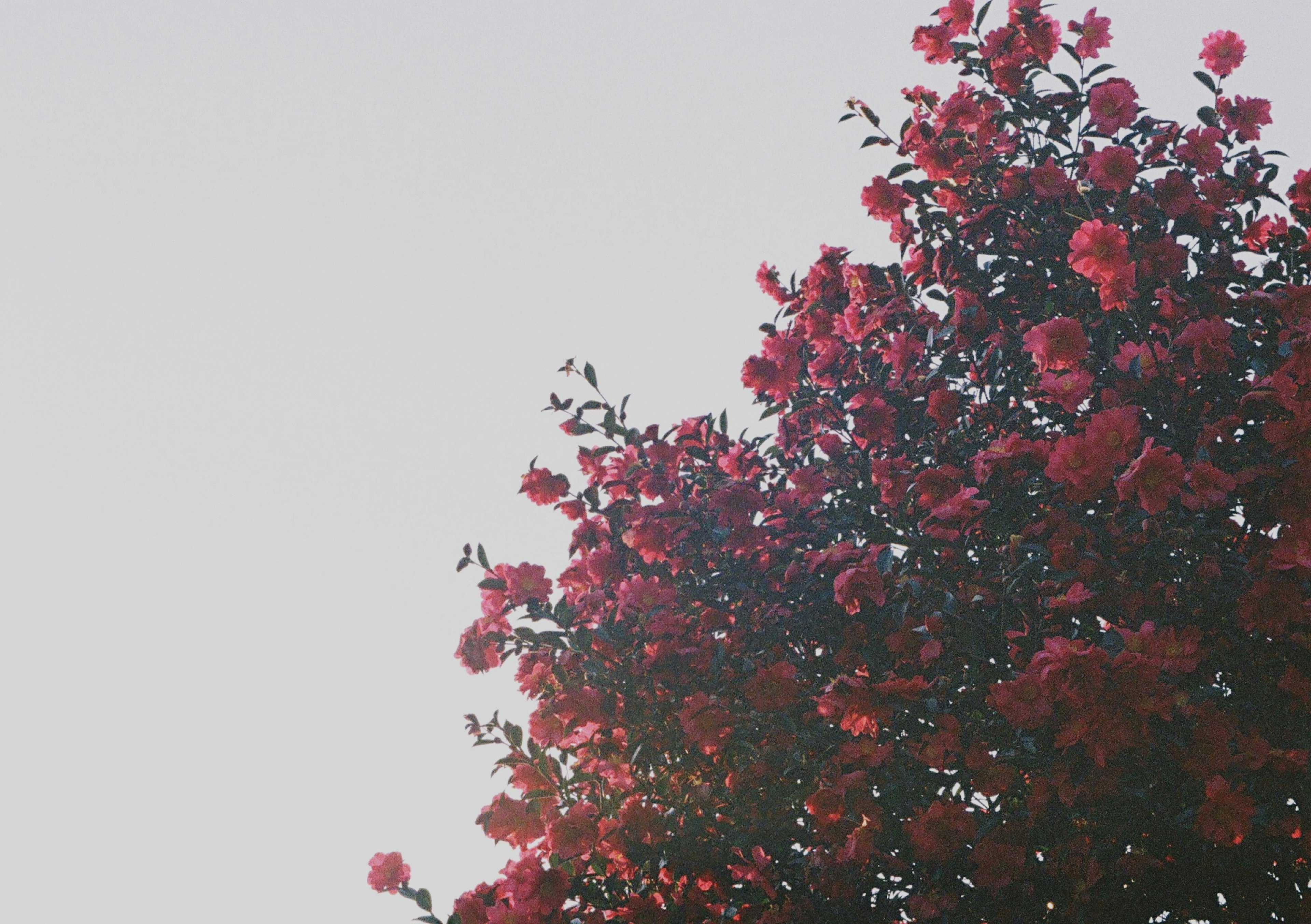 Árbol de flores rojas vibrantes contra un cielo despejado